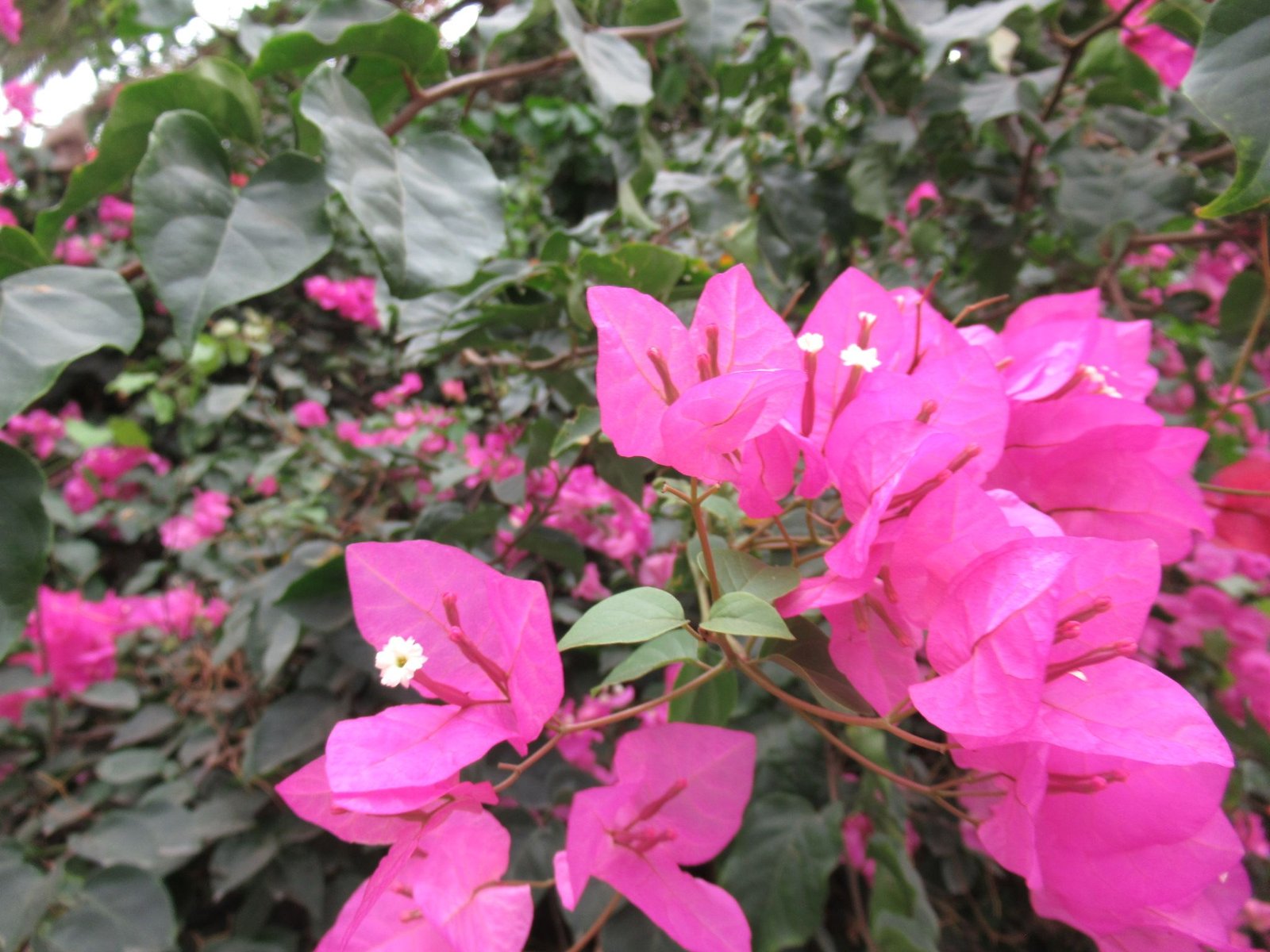 Des fleurs roses, photo gratuite