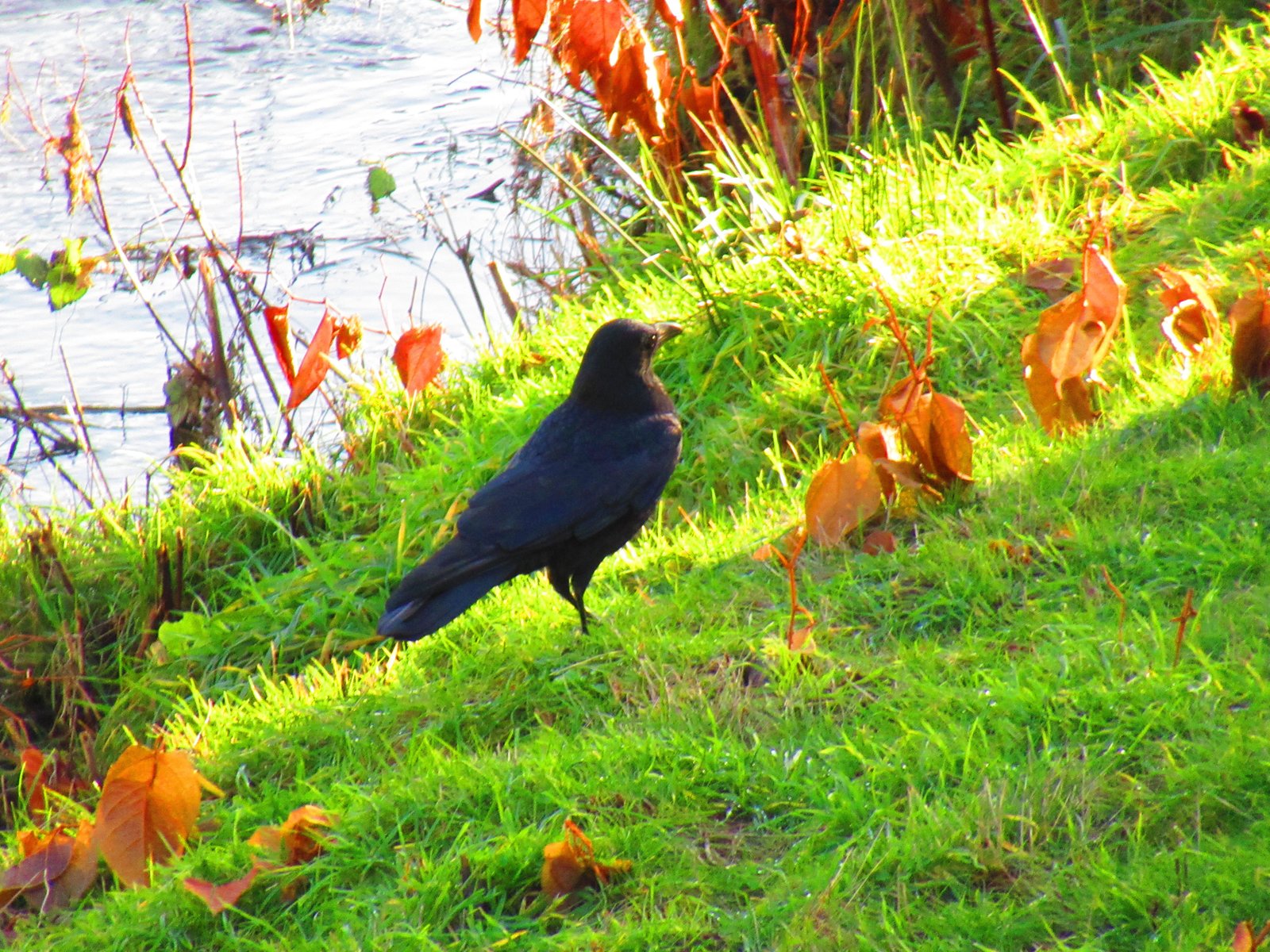Corbeau photo gratuite