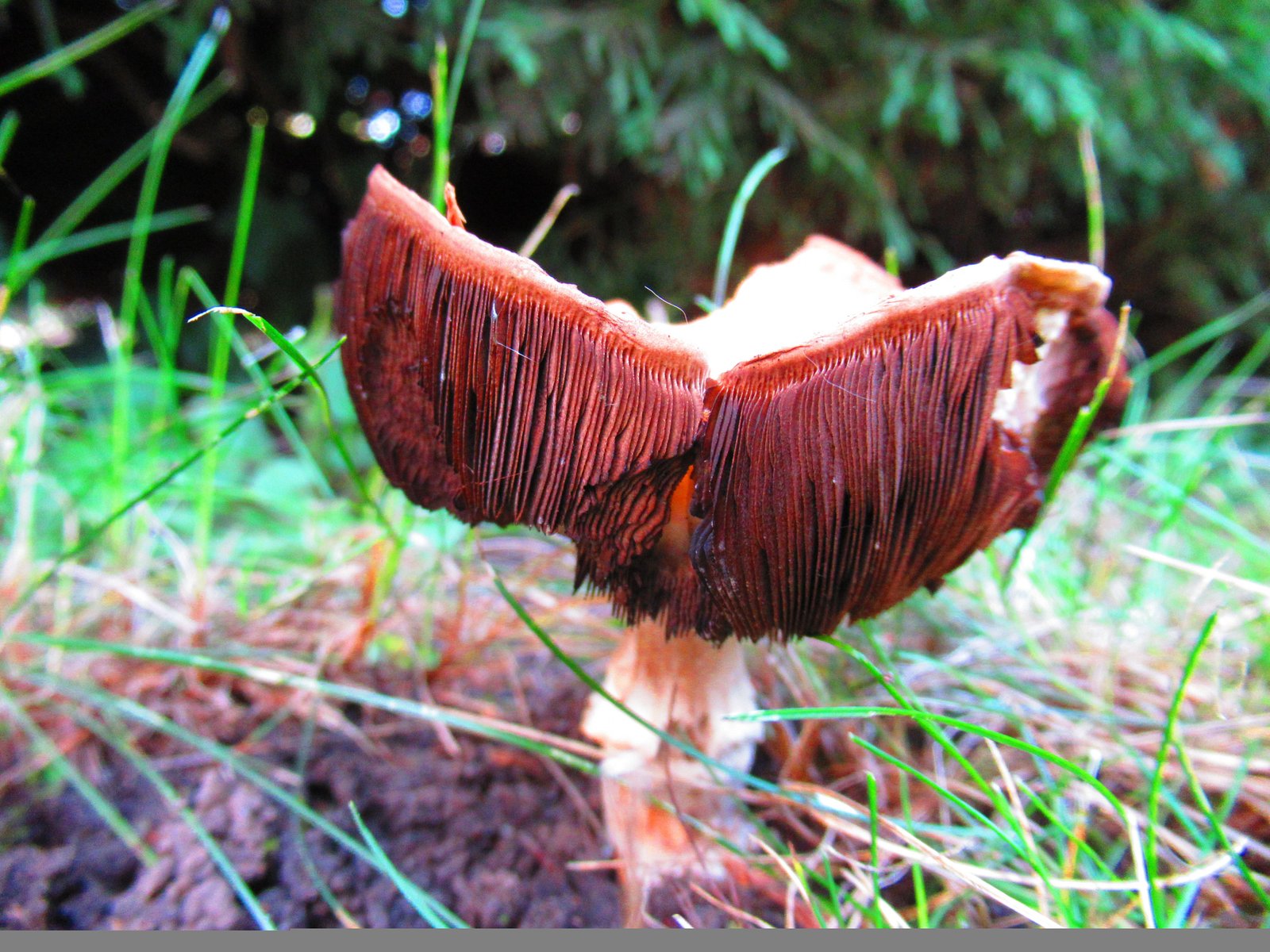 Champignon rouge poussant sur un sol entouré d'herbe photo gratuite