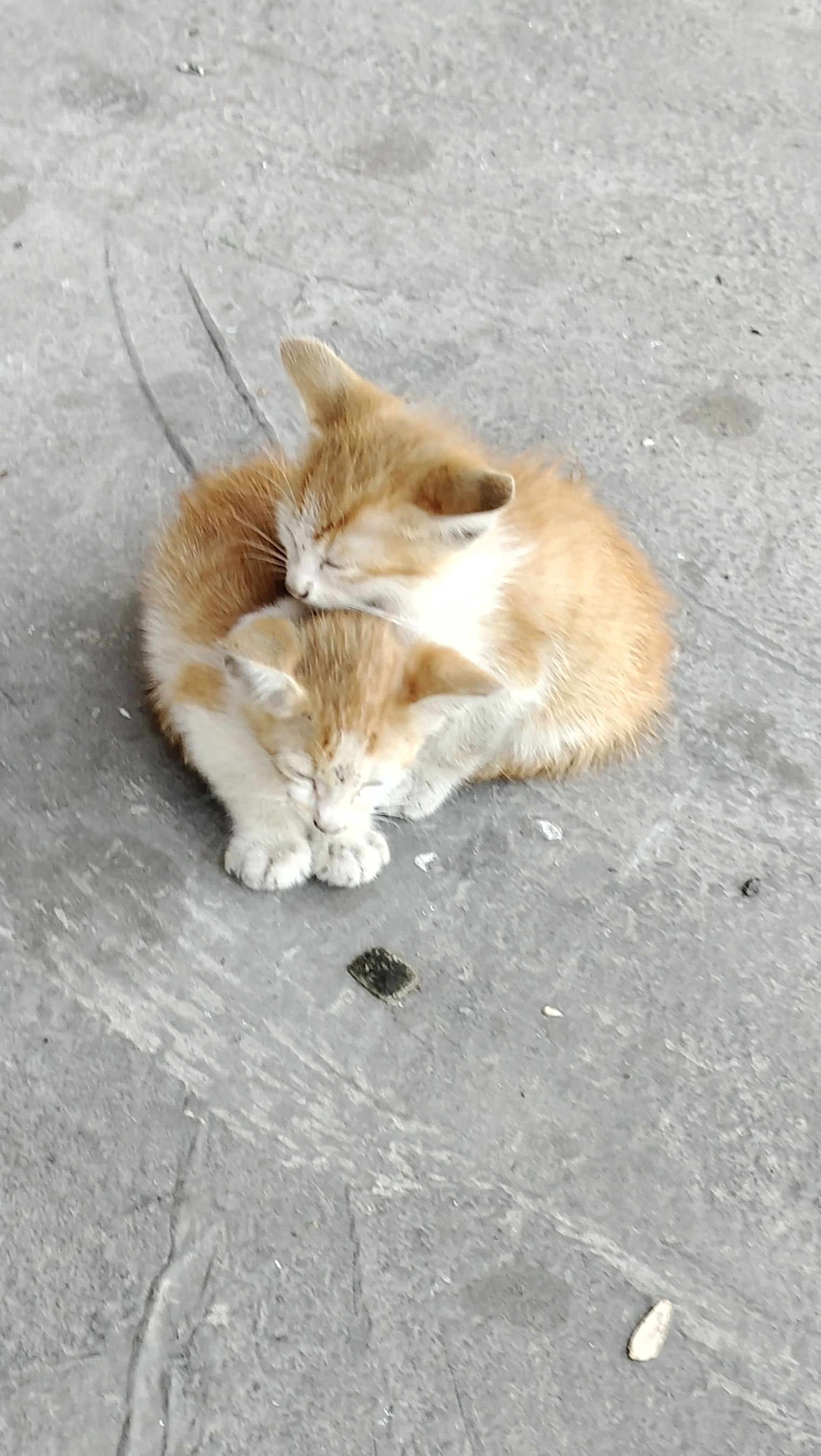 Chats de Chypre brun