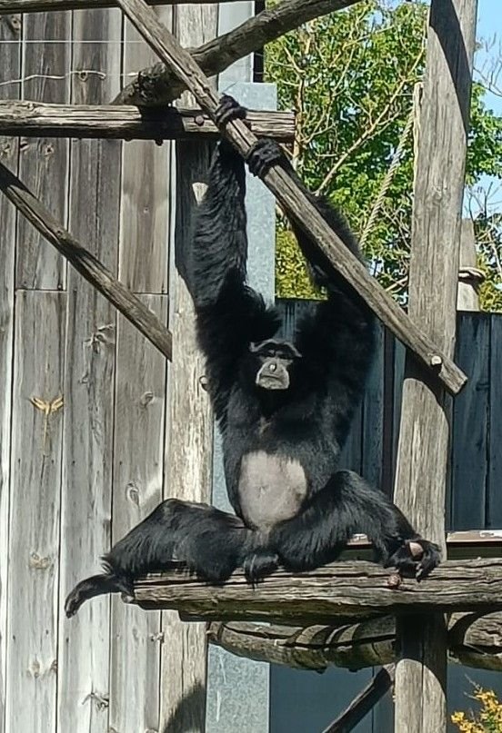 Siamang, Zoo d'Amneville, Moselle, Lorraine, photo gratuite