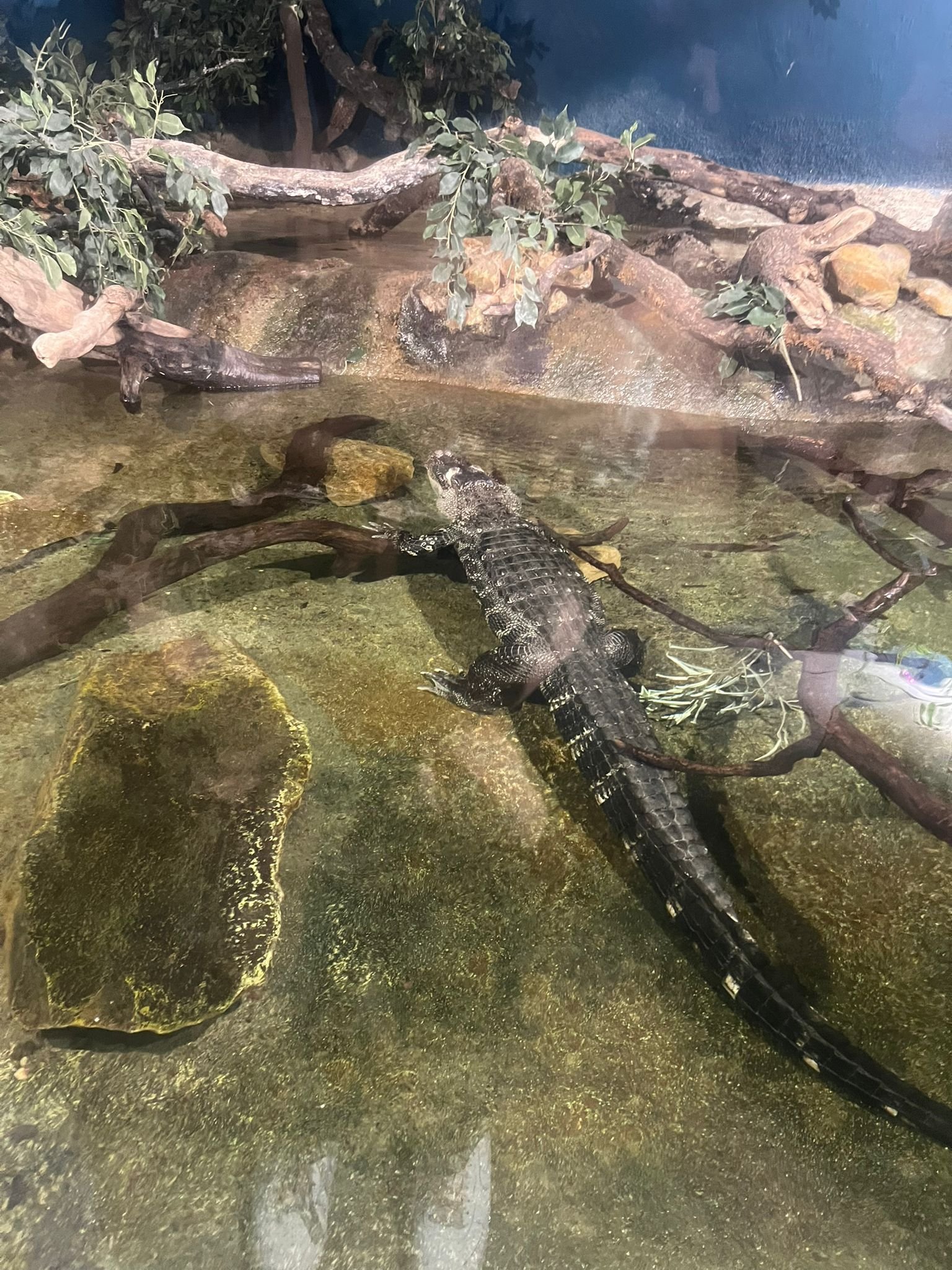 Alligator dans l'eau au zoo d'Amnéville, photo gratuite