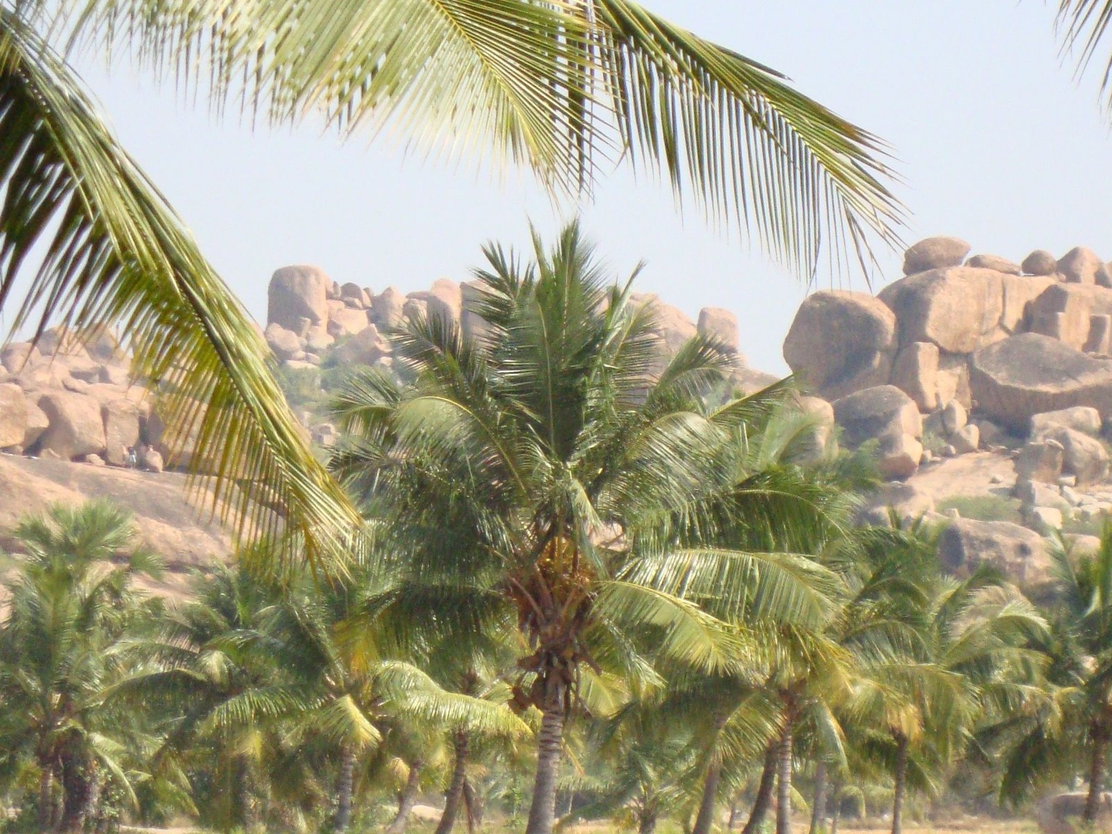 Un paysage caractérisé par la présence de palmiers, photo gratuite