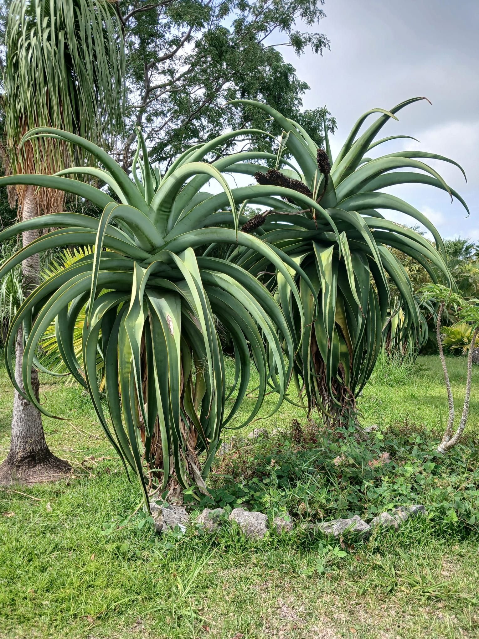 Plantes d'Aloe vaombe, photo gratuite
