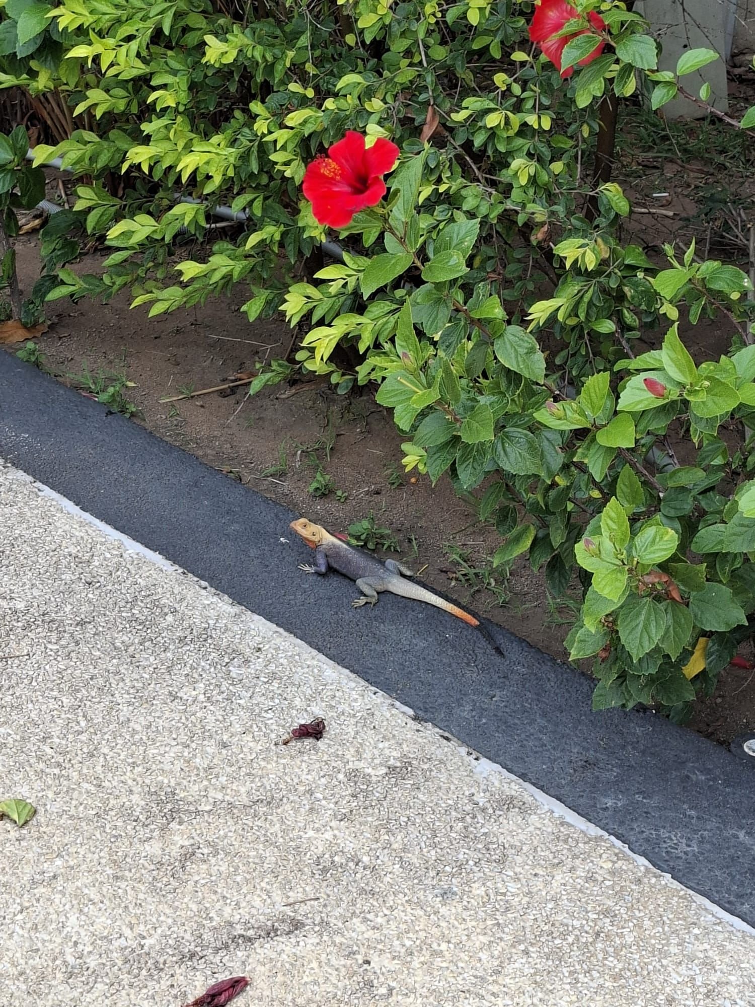 Un lézard, des fleurs, photo gratuite