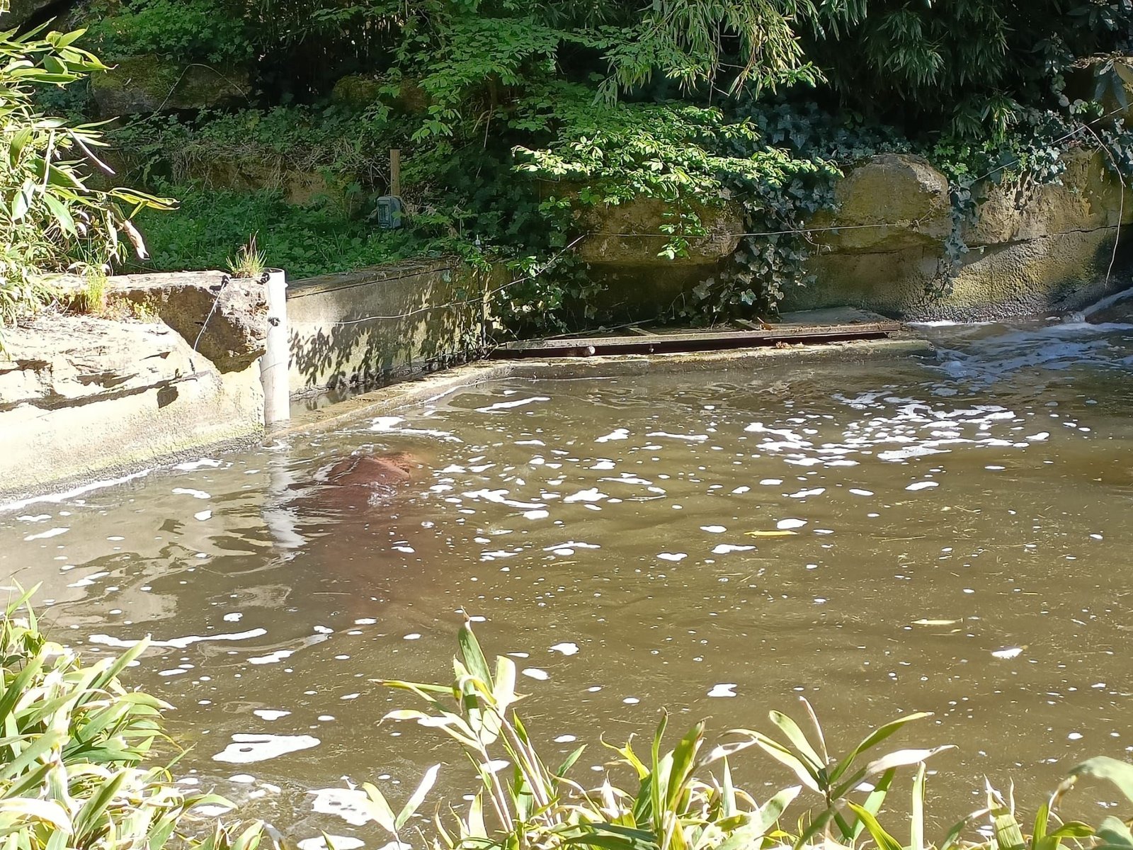 Hippopotame se baignant dans un plan d'eau, Zoo d'Amneville, Lorraine, Moselle, photo gratuite