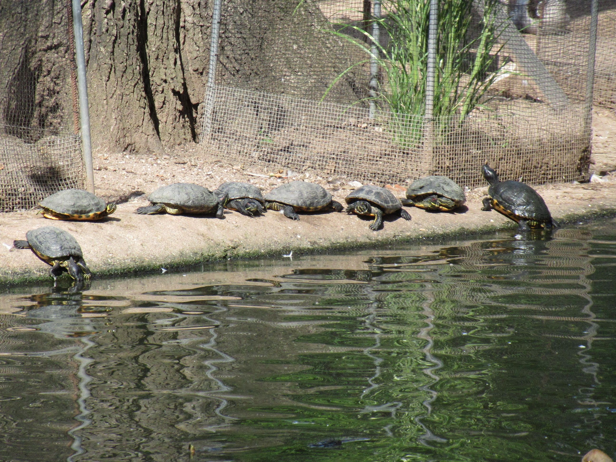 étang de tortues