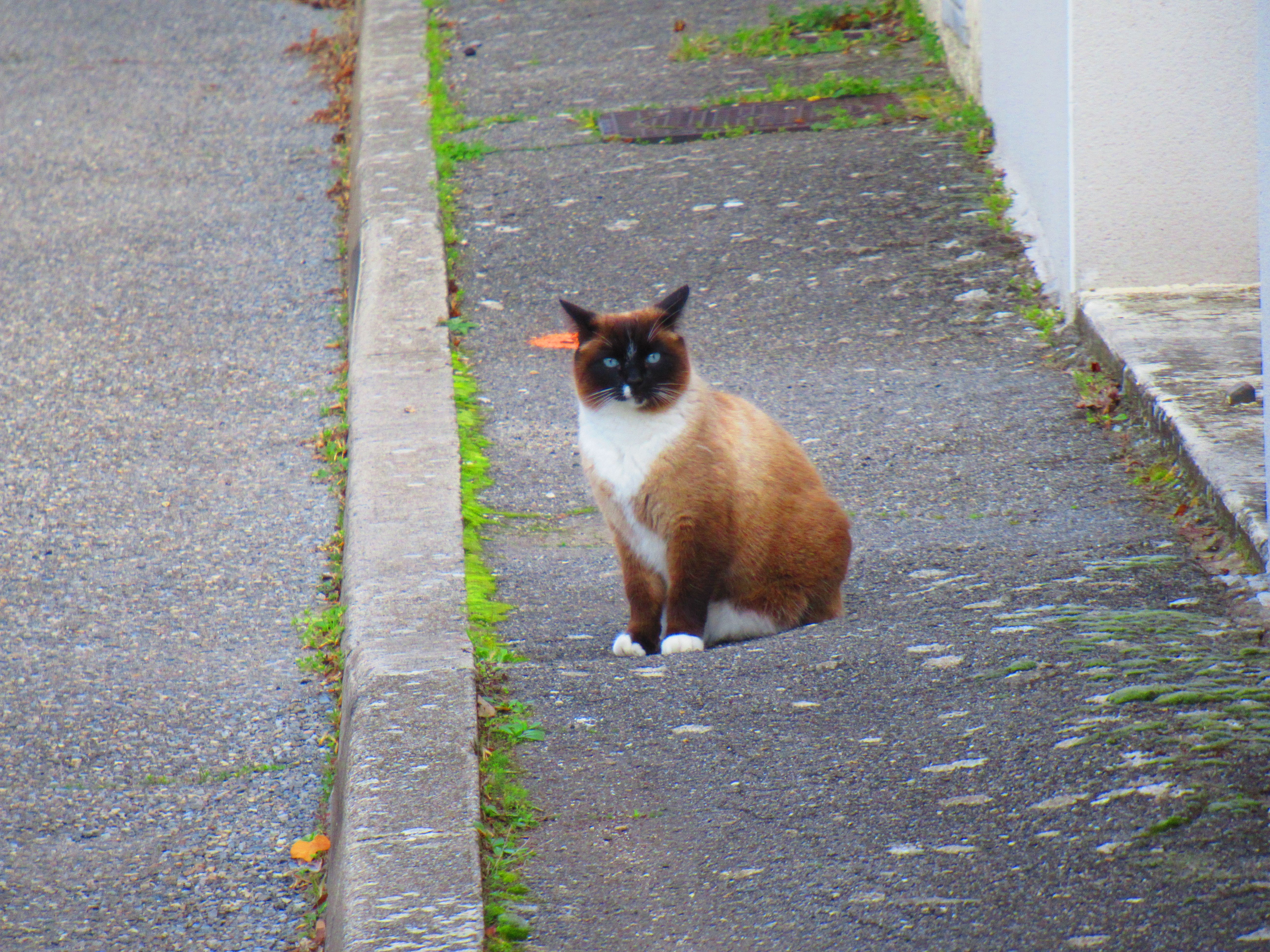 Chat marron et blanc