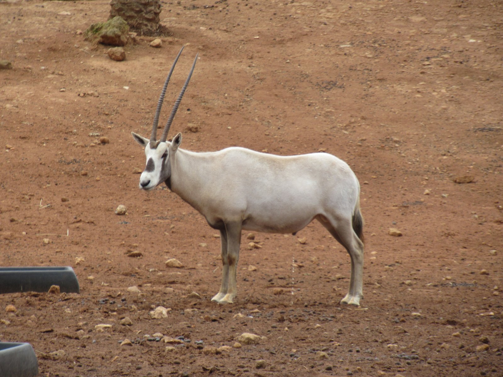 Oryx d'Arabie au zoo de Rabat au Maroc