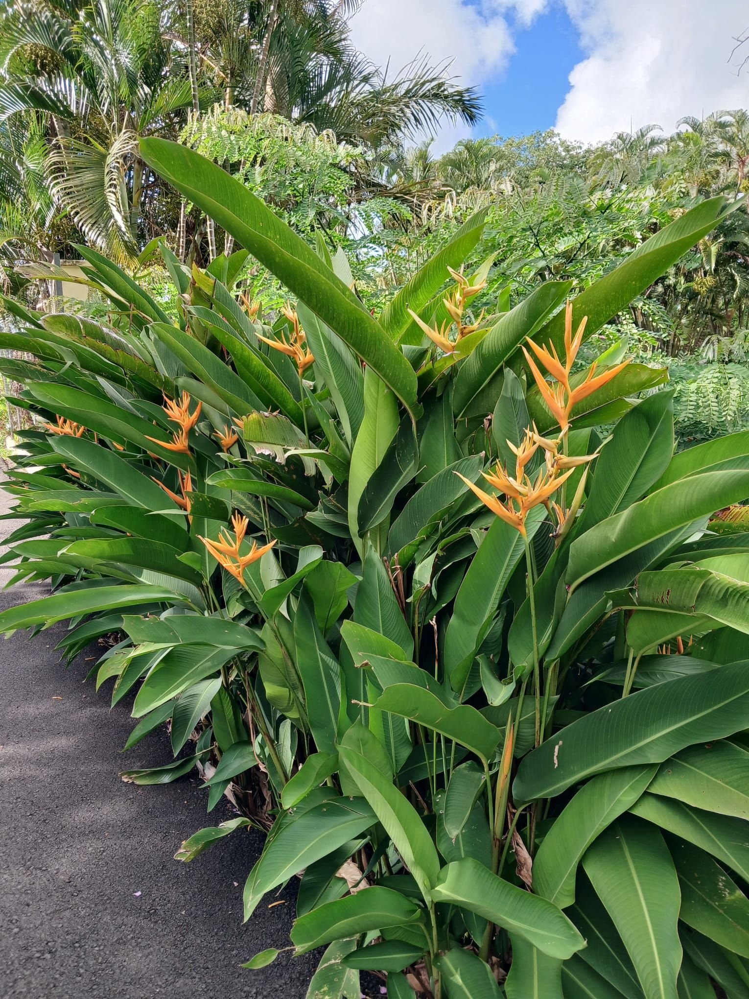 Plante Heliconia psittacorum, photo gratuite