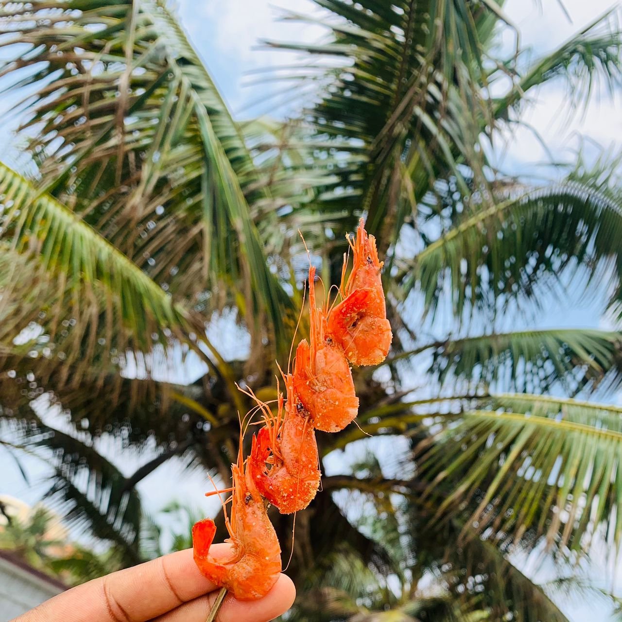 Brochette de crevettes photo gratuite