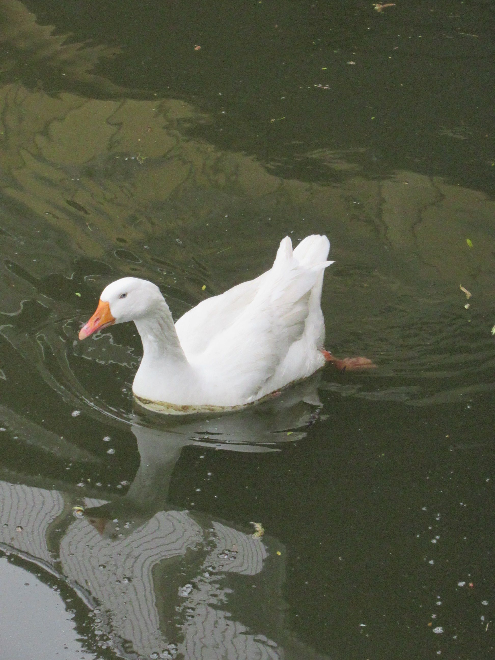 Canard blanc
