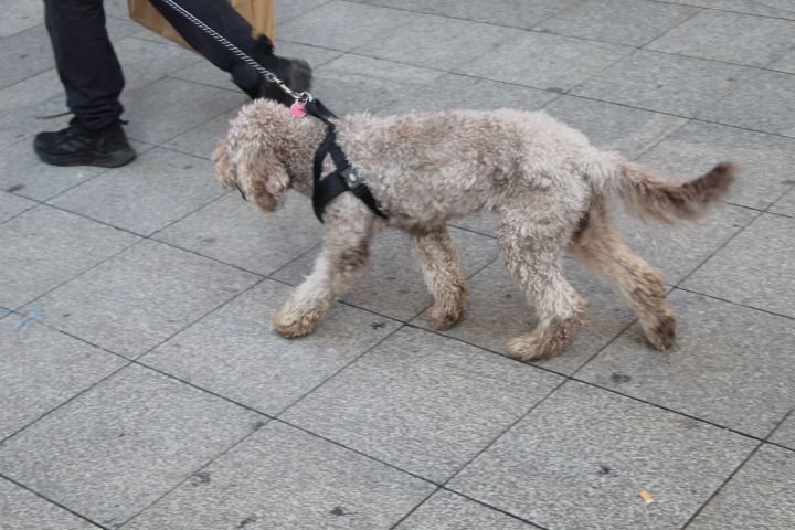 Promenade d'un homme avec un caniche dans la ville de Milan, photo gratuite