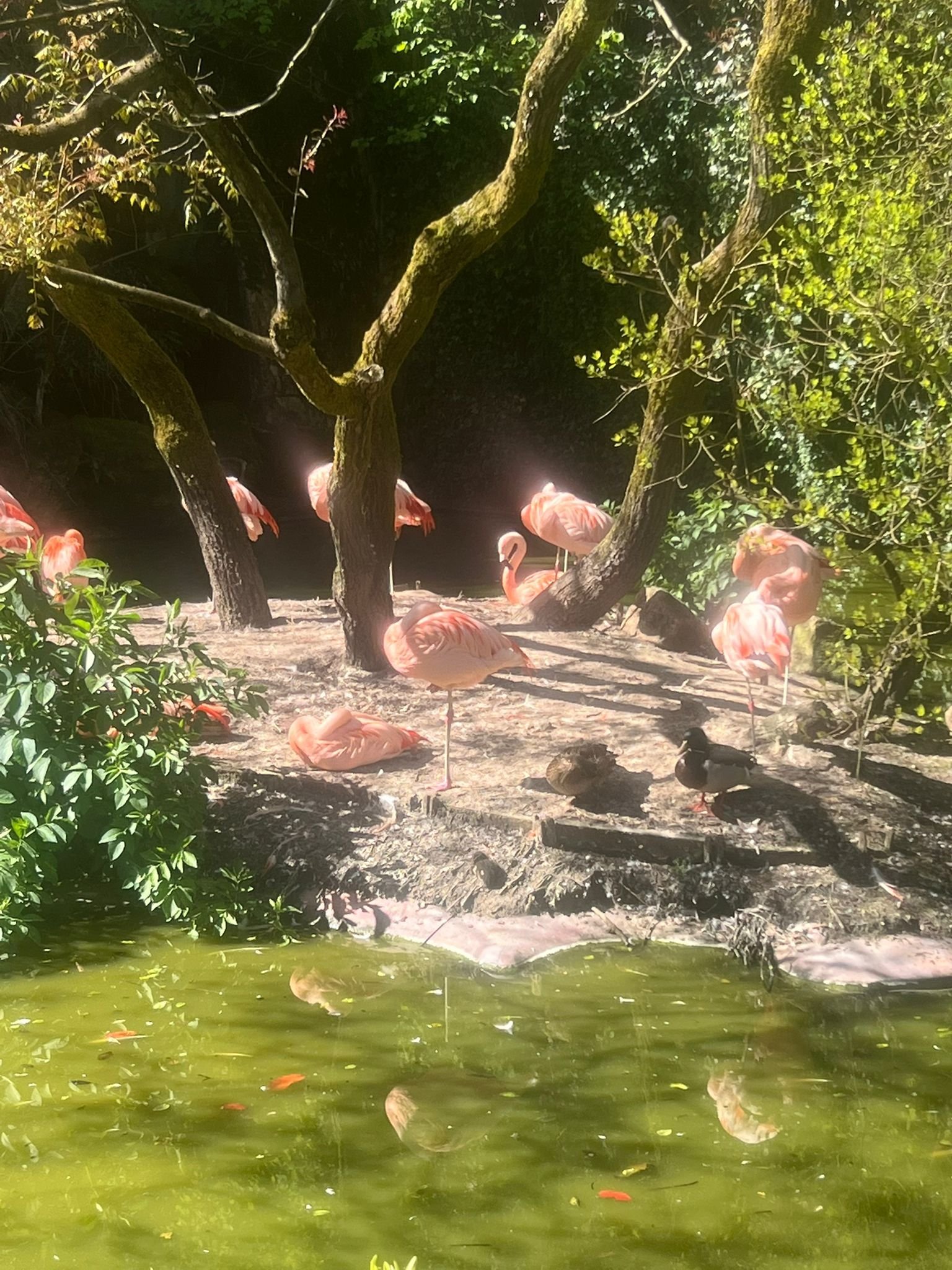 Flamants roses, Zoo d'Amnéville, Moselle, Lorraine, photo gratuite