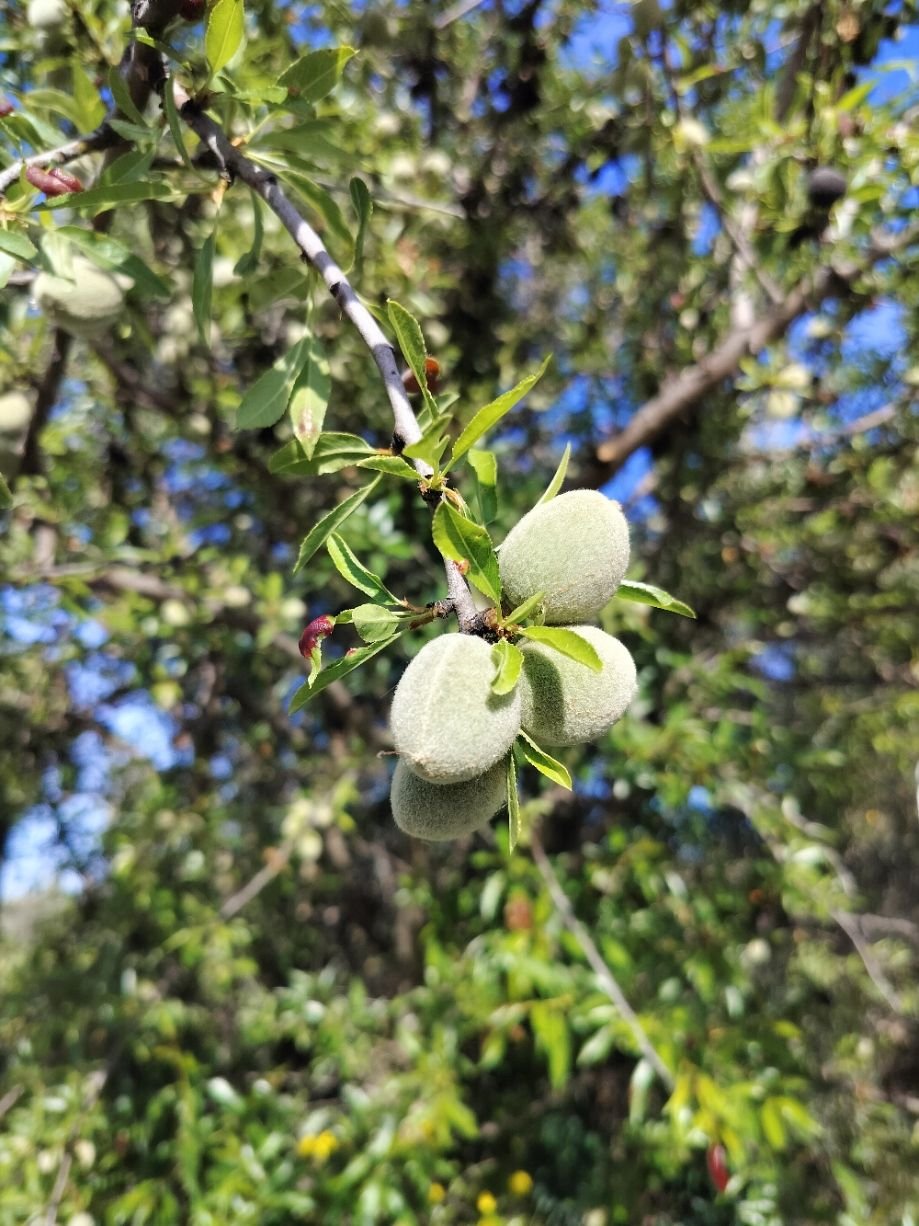 Amandes sur un arbre