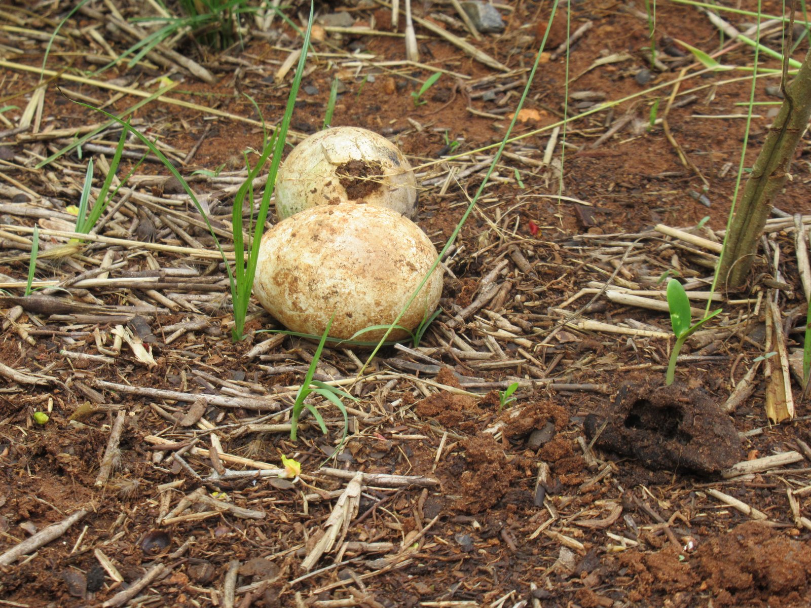Œufs d'un animal au zoo de Rabat au Maroc