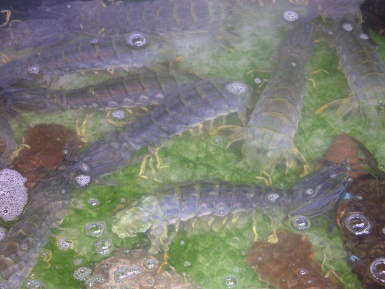 Des crevette-mantes, photo gratuite