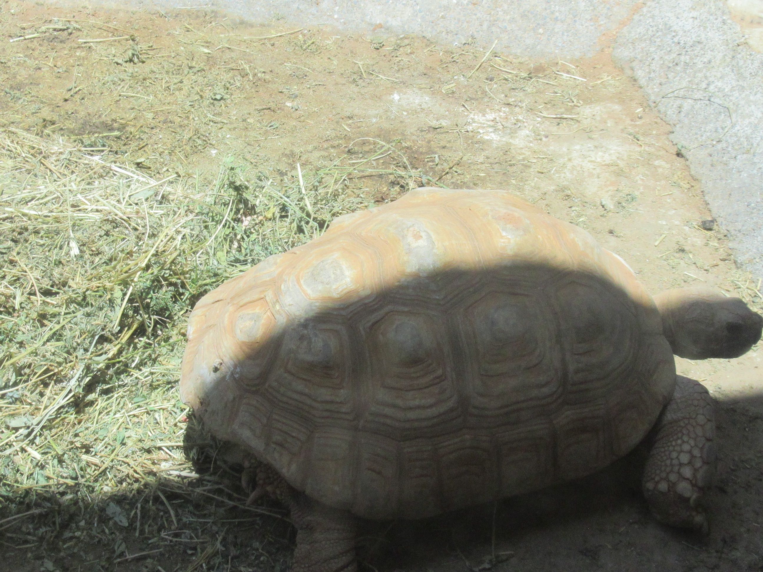 La marche d'une tortue photo gratuite