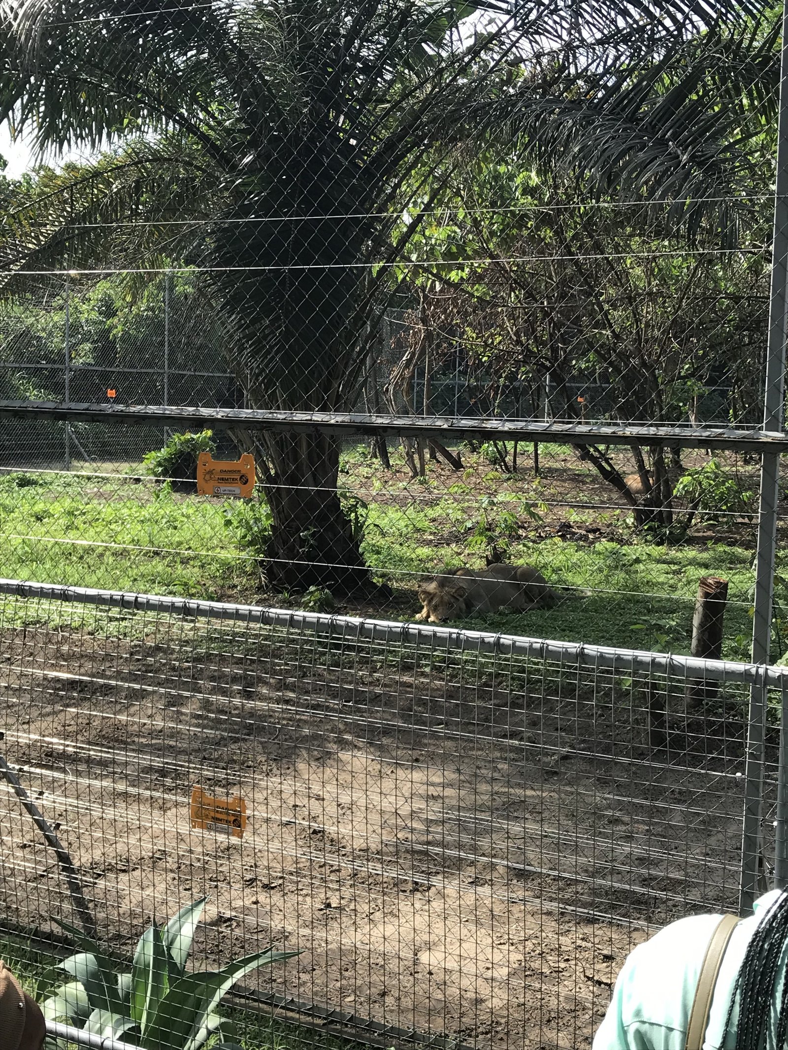 Un lion photo gratuite