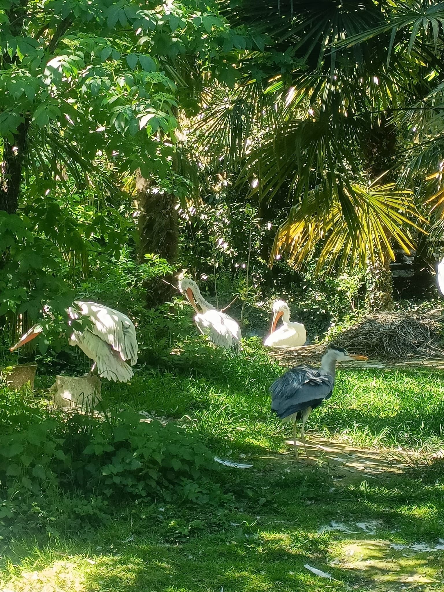 Pélicans blancs, Zoo d'Amneville, Moselle, Lorraine, photo gratuite