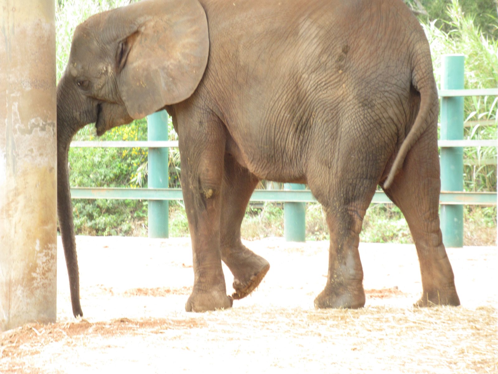 Eléphant du zoo de Rabat au Maroc photo gratuite