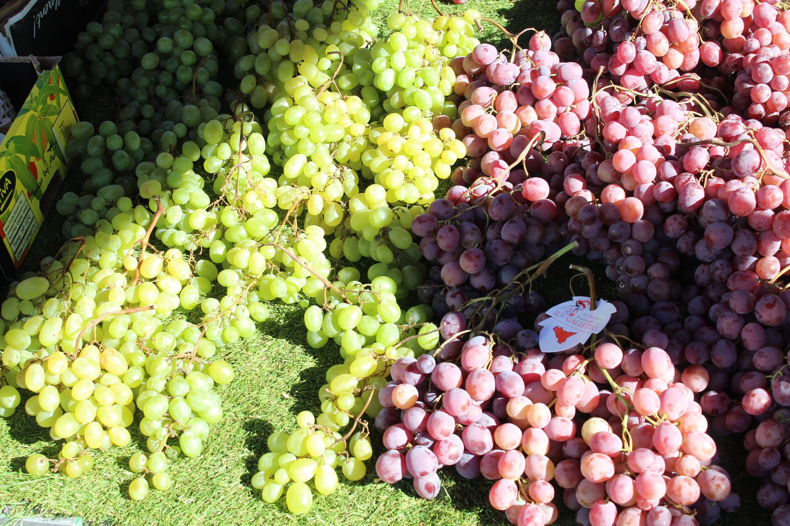 Deux variétés de raisins, photo gratuite