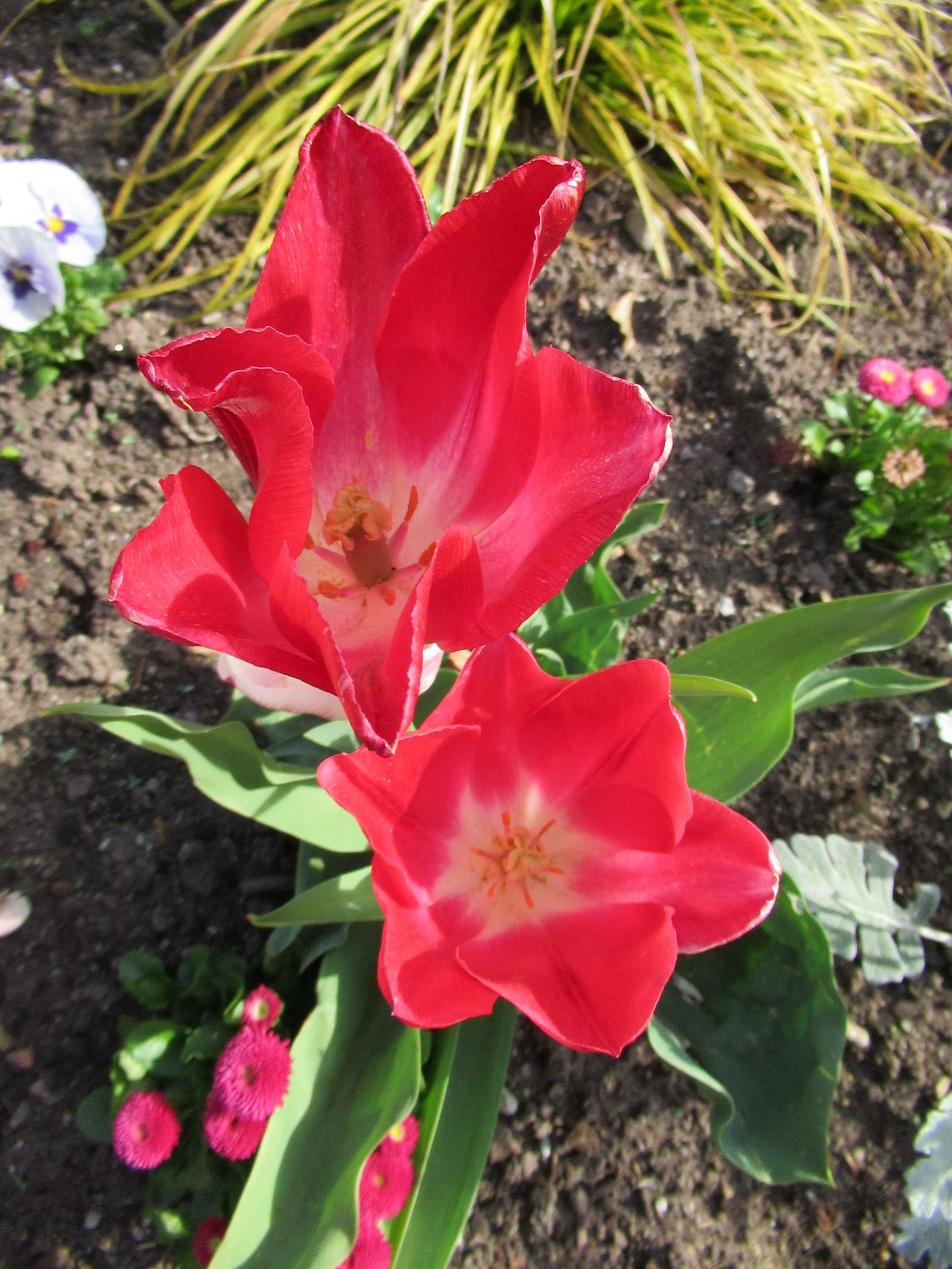 Fleurs de tulipes rouges