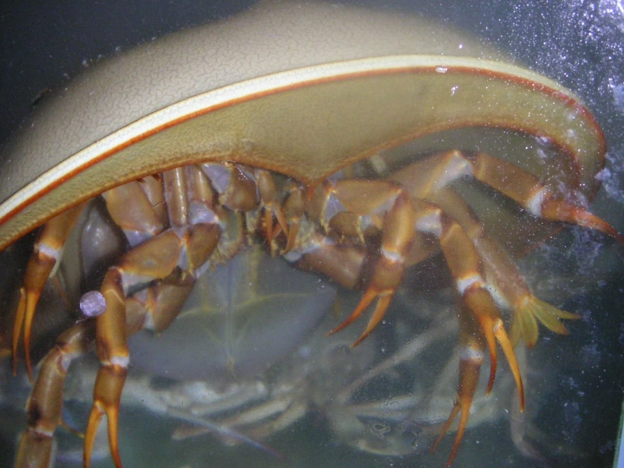 Un limule dans l'eau, photo gratuite