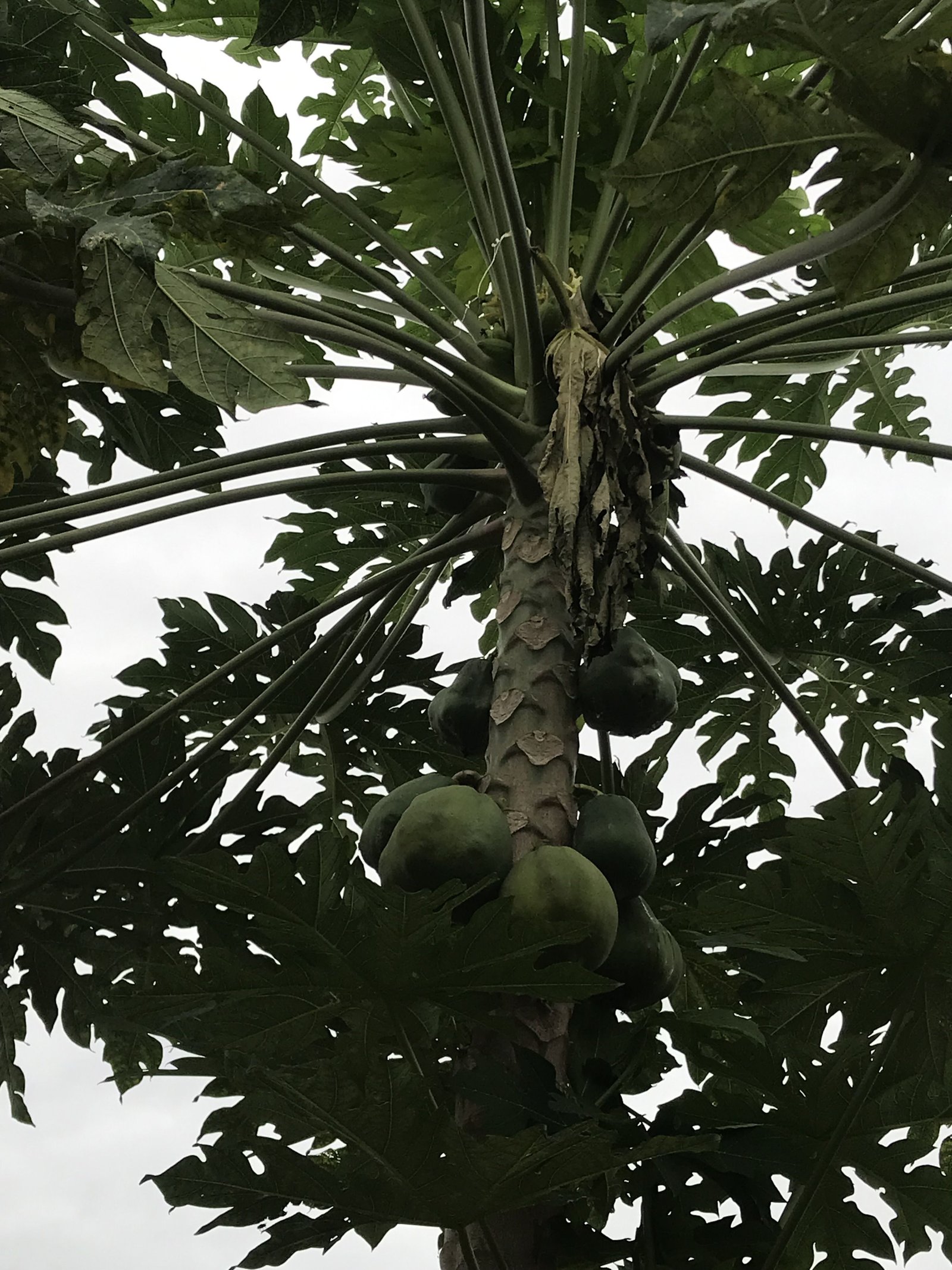 Un papayer portant des papayes verte photo gratuite