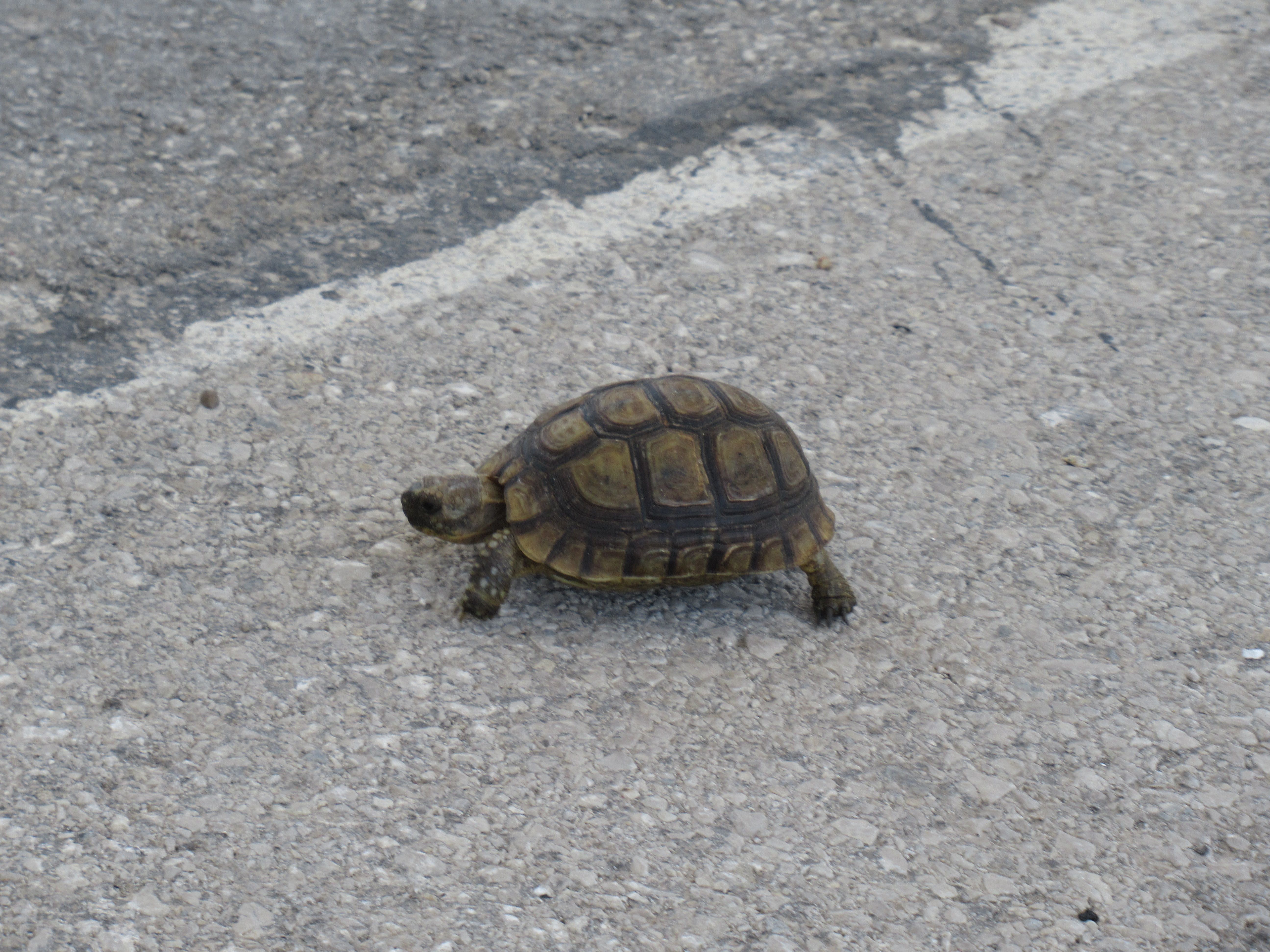 Tortue sur bitume