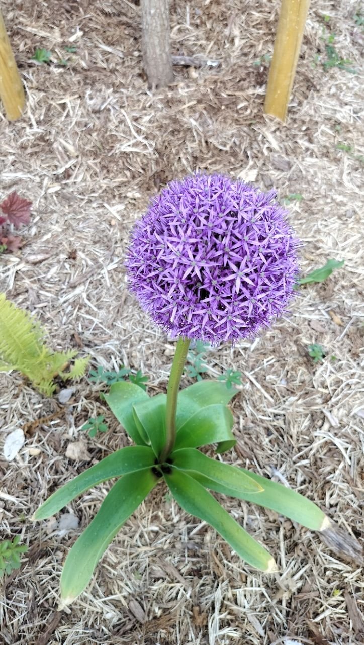 Allium, fleur, photo gratuite