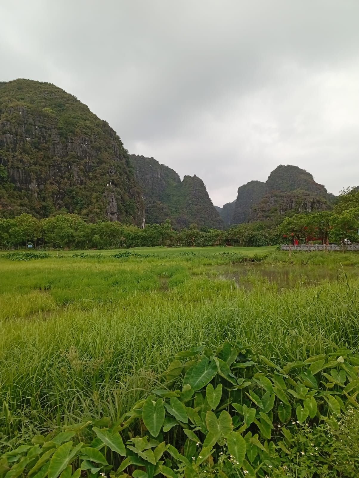Végétation, paysage de Tam Coc à Ninh Binh, au Vietnam, photo gratuite