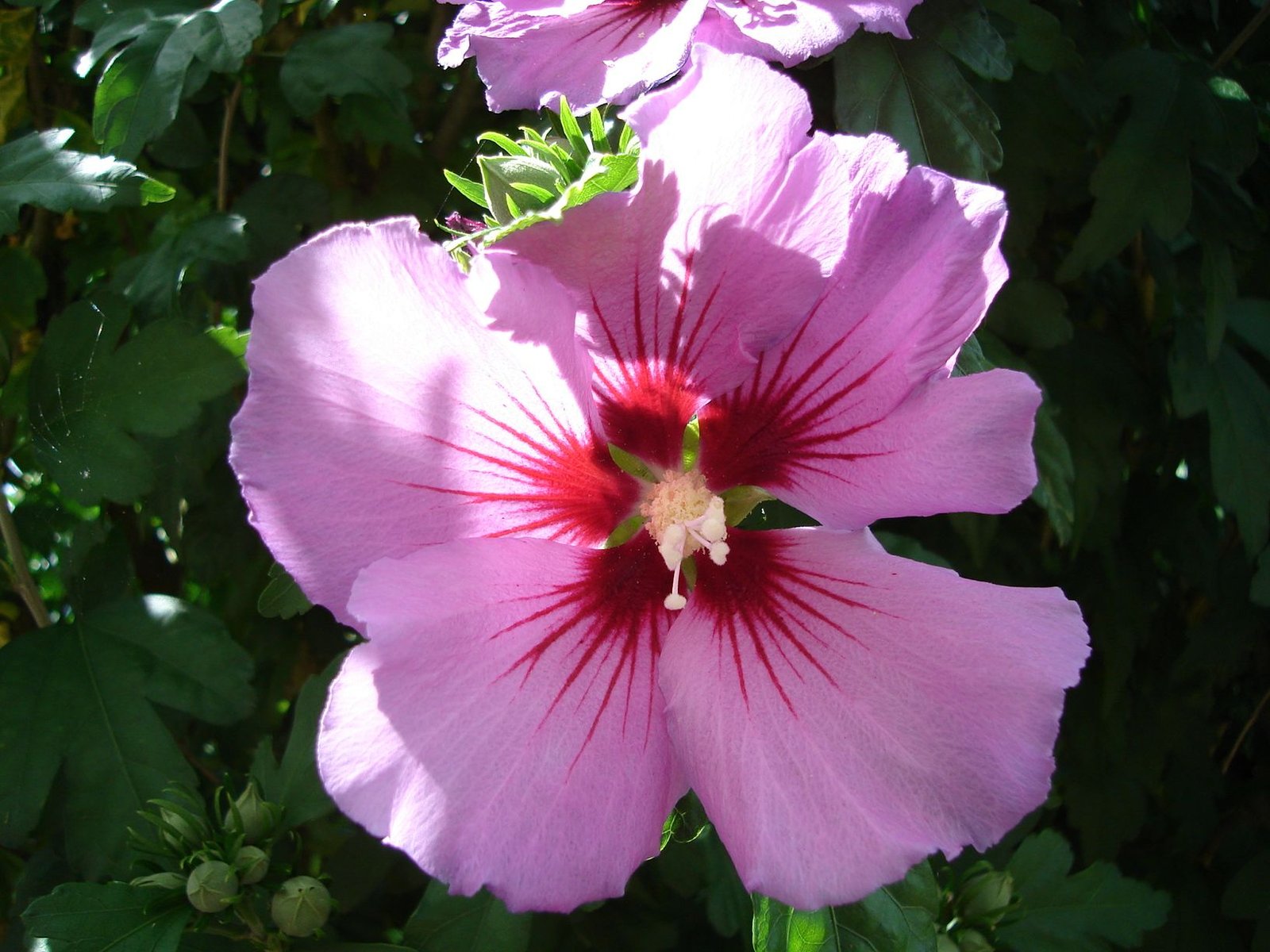 Fleur violette avec cœur rouge entourée de feuillage vert photo gratuite