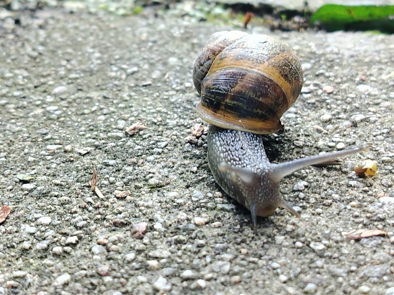 Un escargot rompant sur le sol, photo gratuite