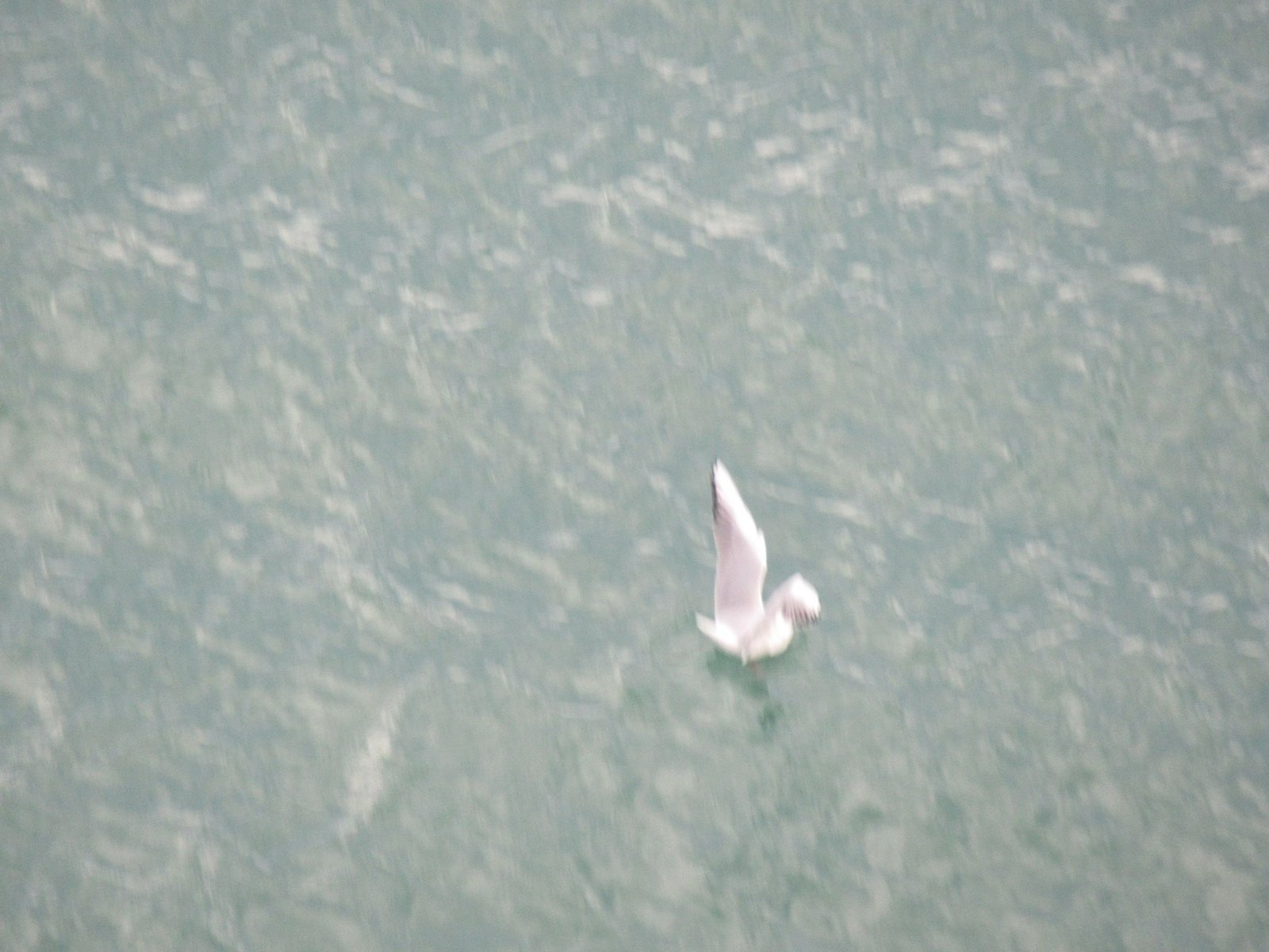 Oiseau flottant sur l'eau photo gratuite