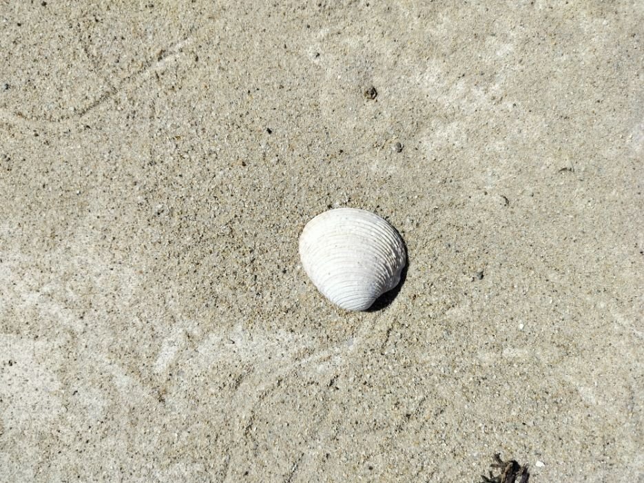 Coquillage blanc sur du sable