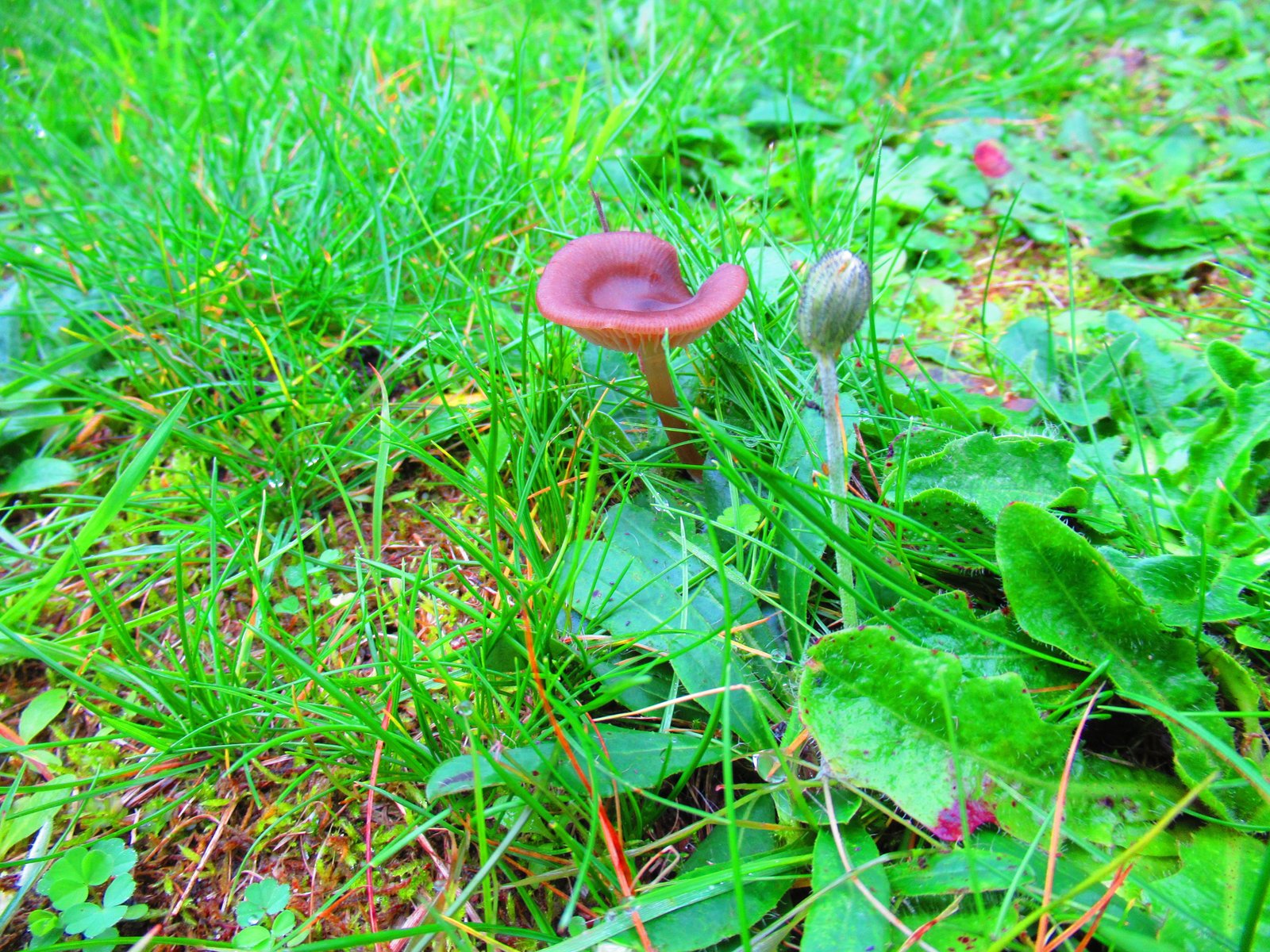 Petit champignon brun dans l'herbe
