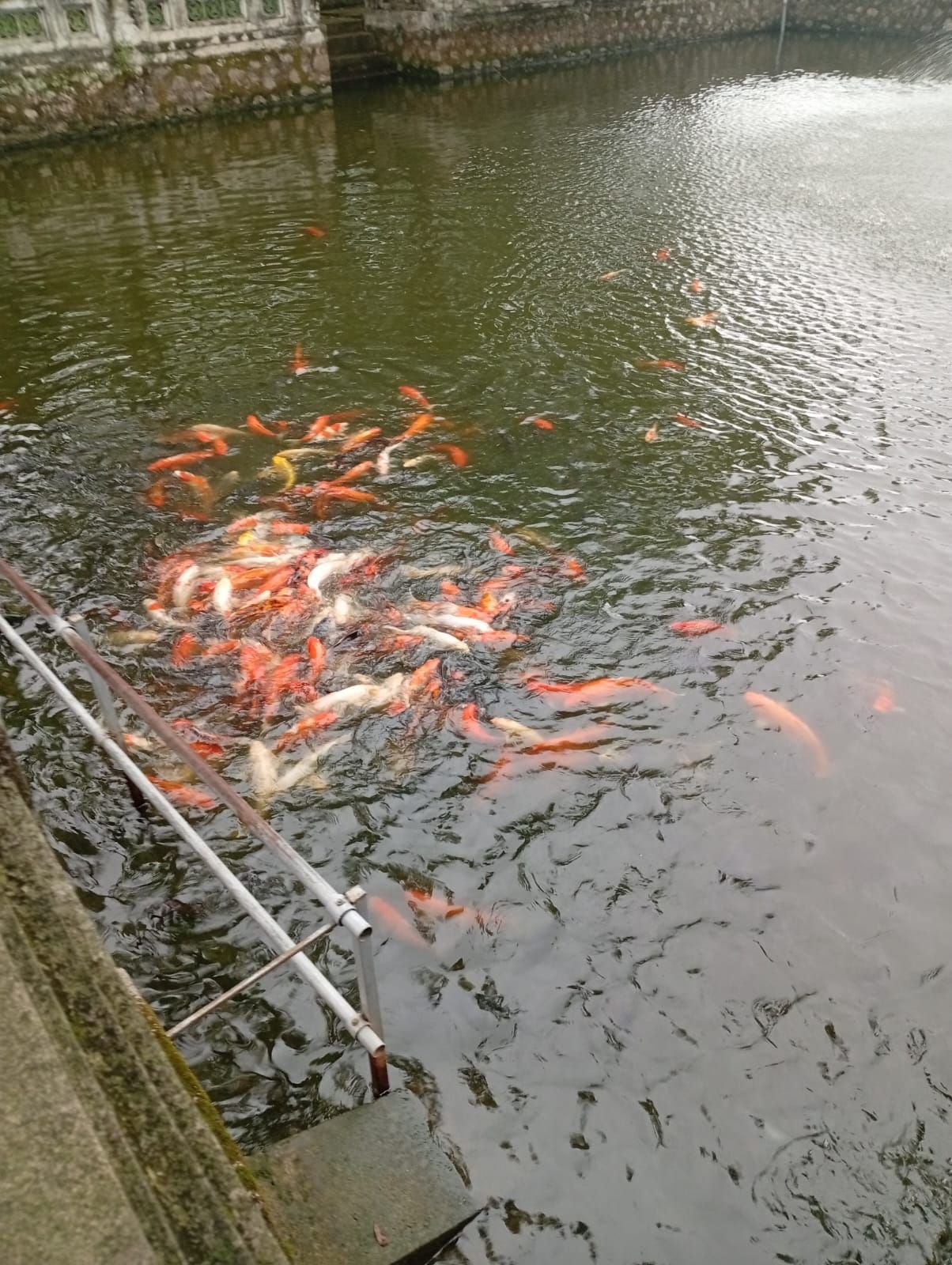 Etang rempli de carpes koï, Vietnam photo gratuite
