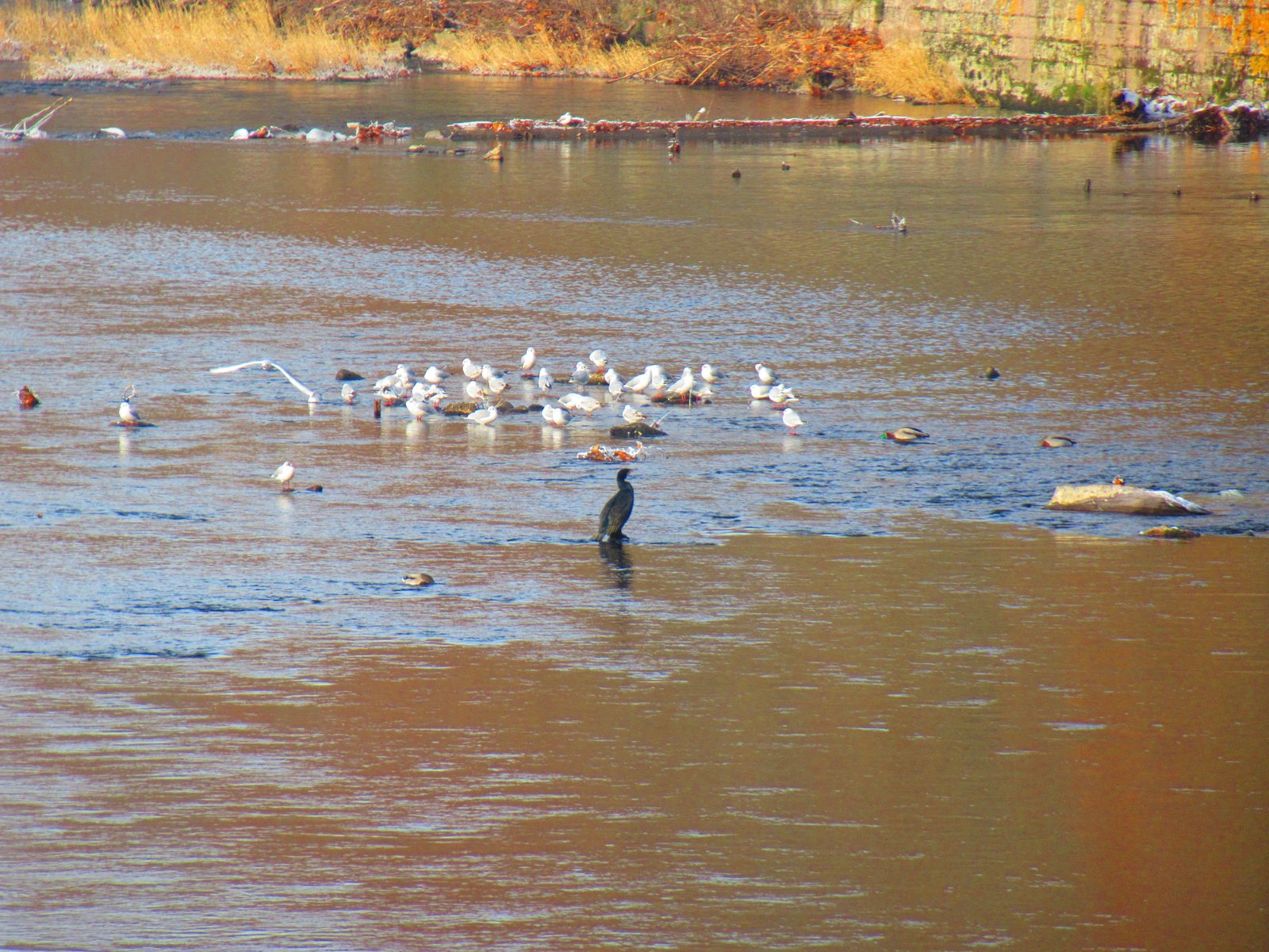 Des oiseaux sur le lac, photo gratuite