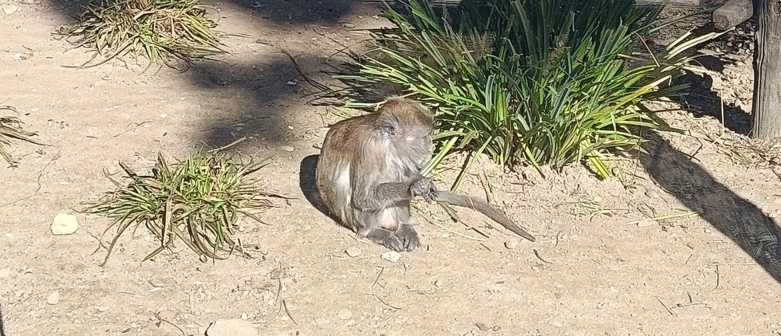 Macaque crabier, Zoo d'Amnéville, Moselle, Lorraine, photo gratuite