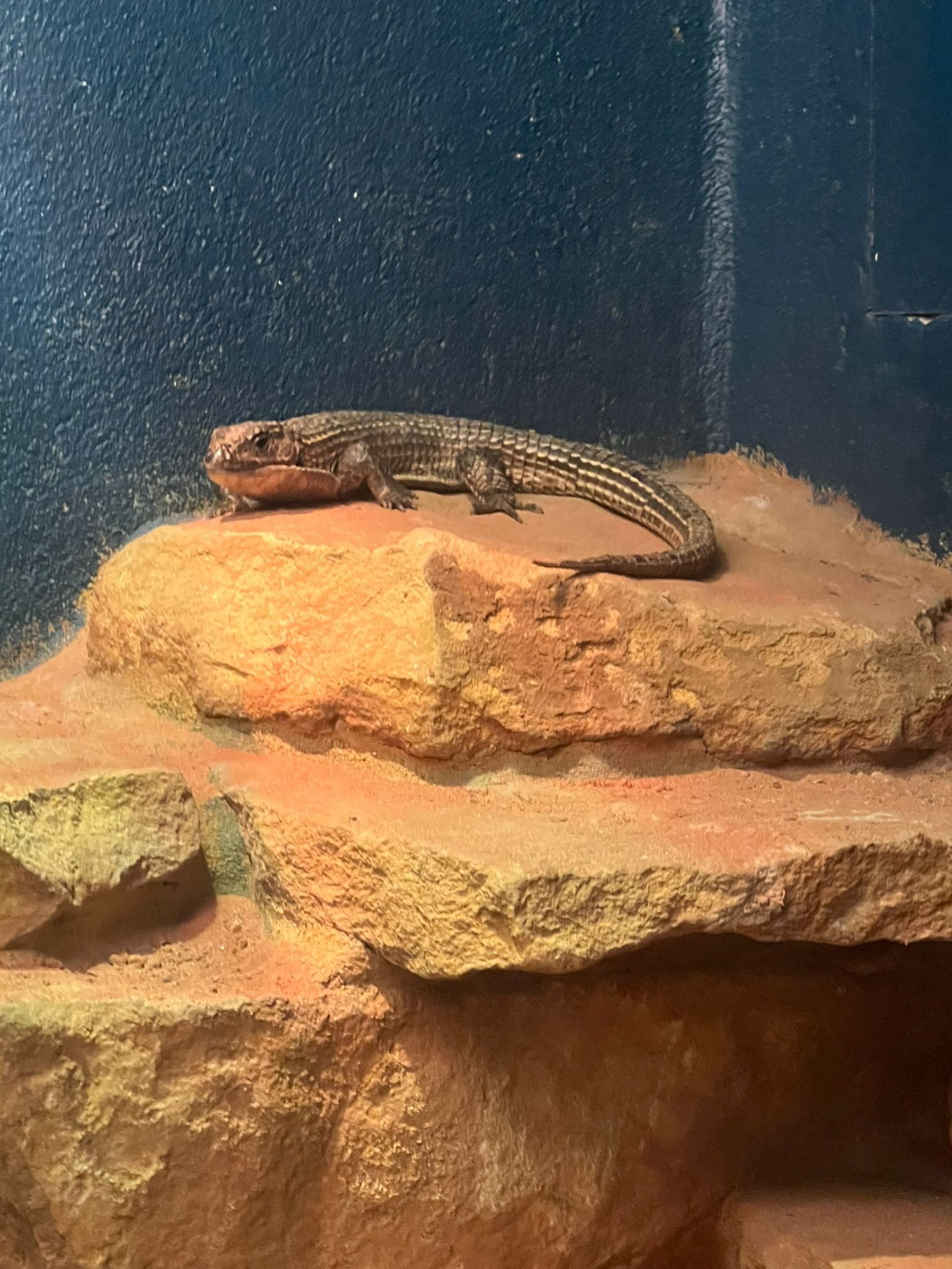 Lézard, Zoo d'Amneville, Moselle, Lorraine, photo gratuite