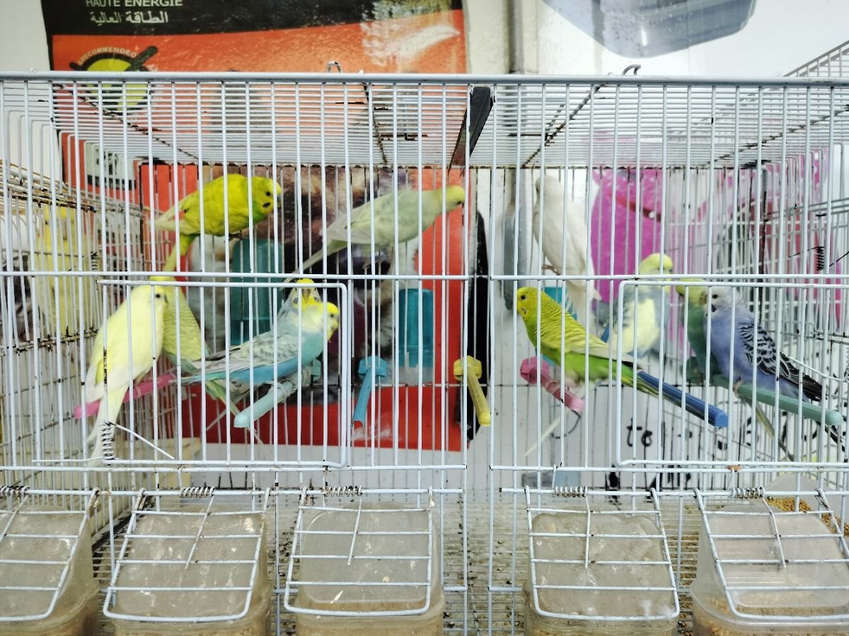 Des perruches ondulées, oiseaux dans une cage photo gratuite
