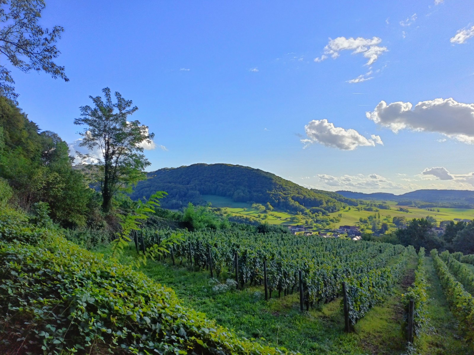 Un vignoble en terrasse sur une colline, photo gratuite