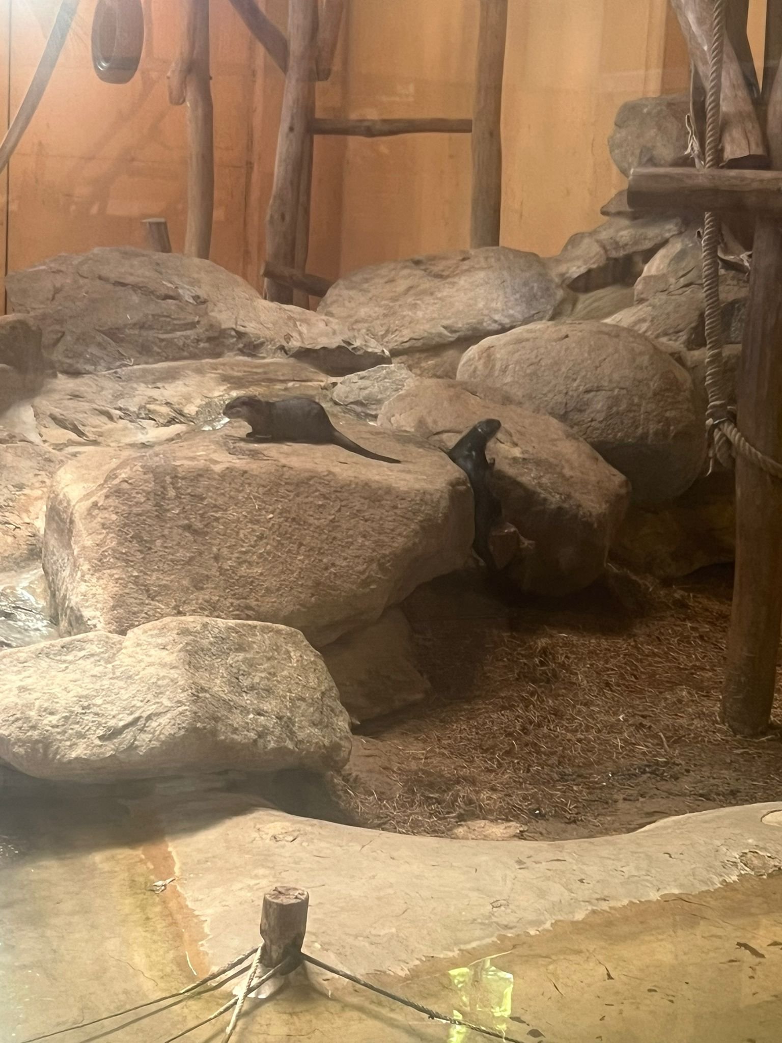 Loutre se reposant sur un rocher, photo gratuite
