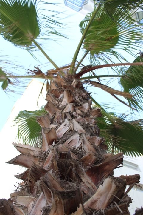 Gros plan sur un palmier