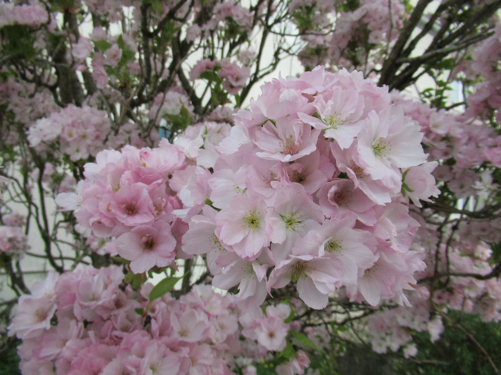Gros plan sur des fleurs de cerisier