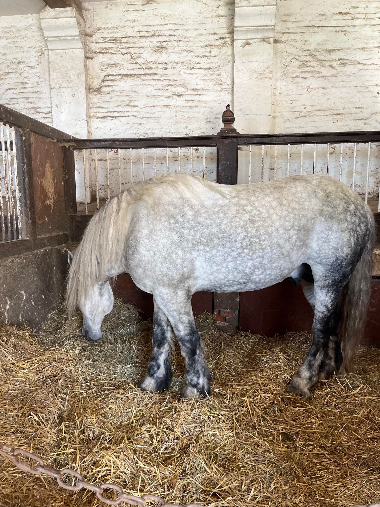 Cheval blanc dans une ferme