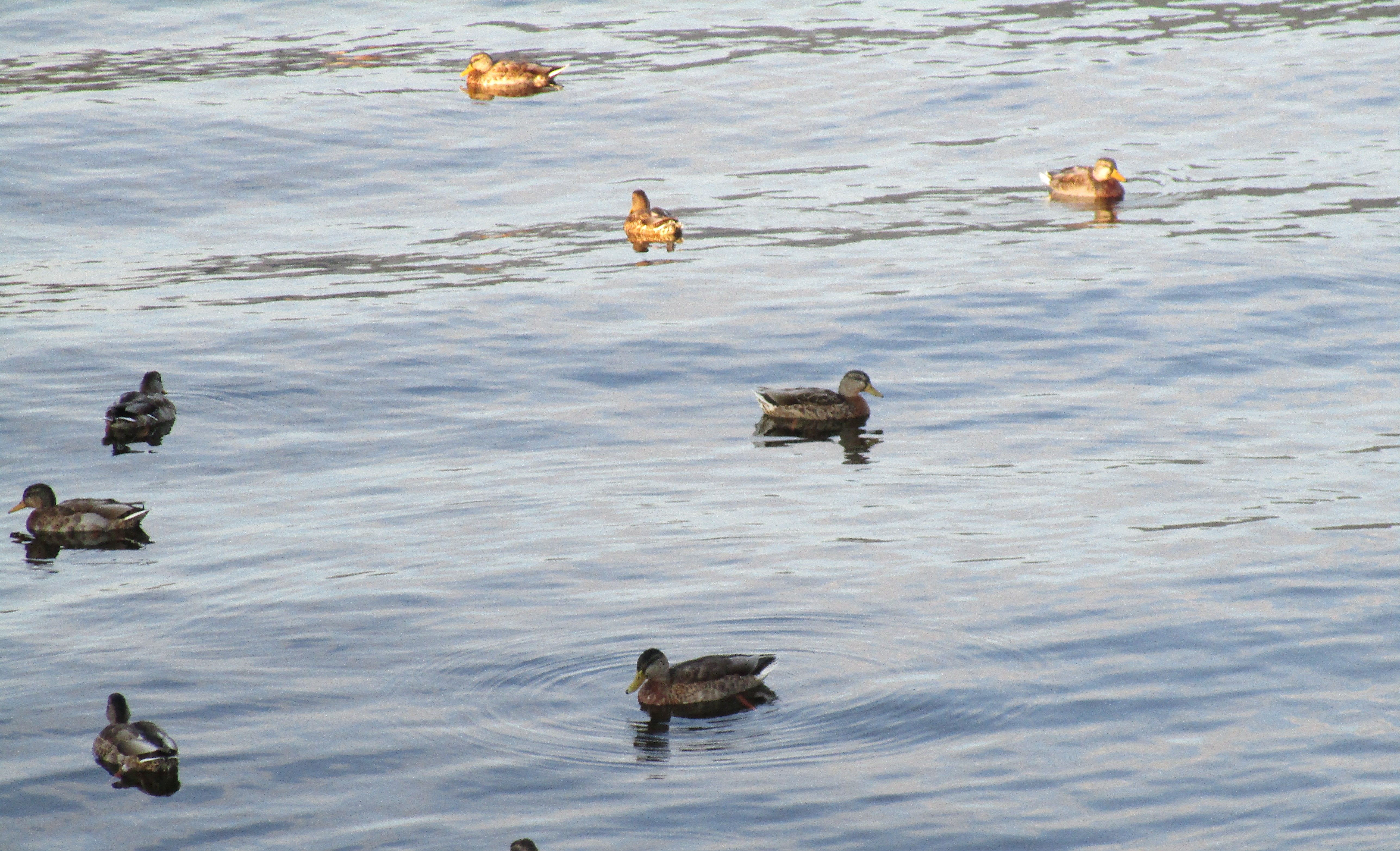 Groupe de canards flottant sur l'eau