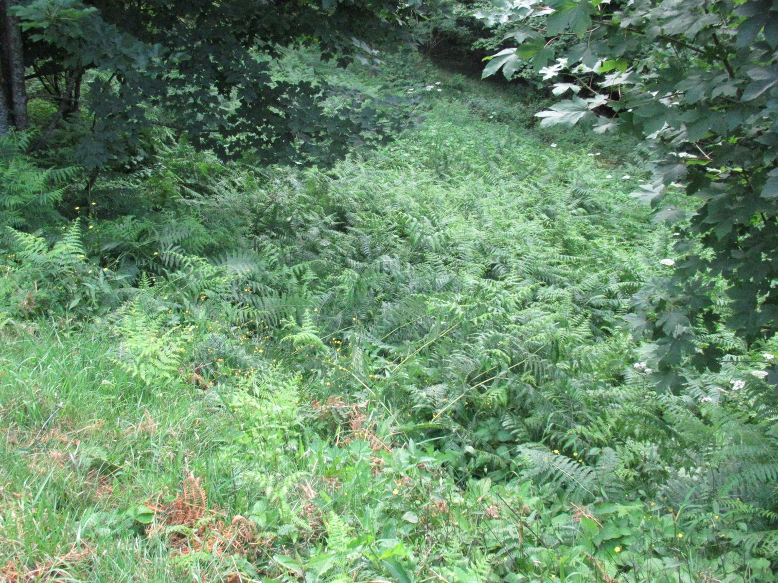 fougères aigles en sous-bois