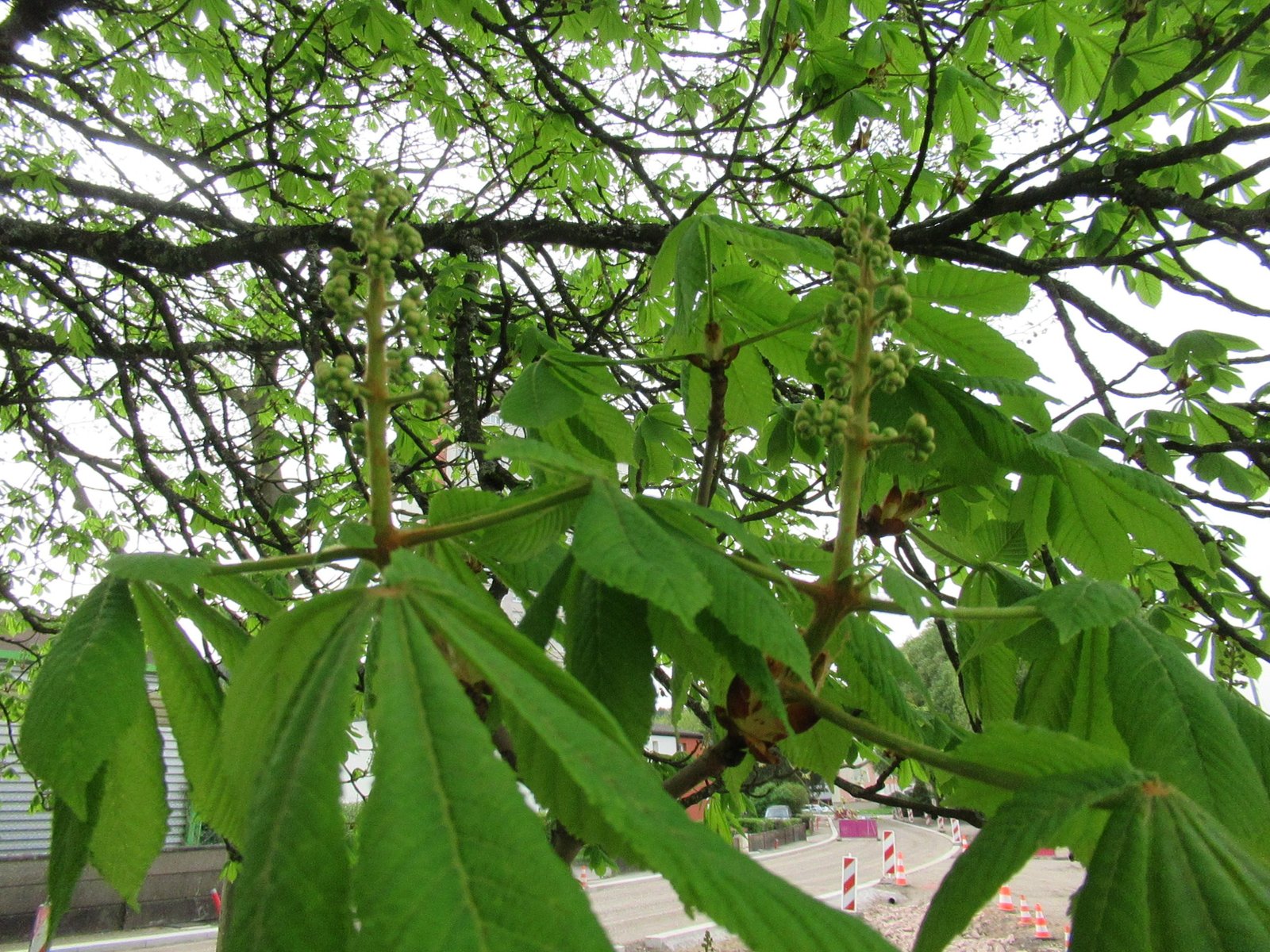 Feuilles de marronnier d'Inde